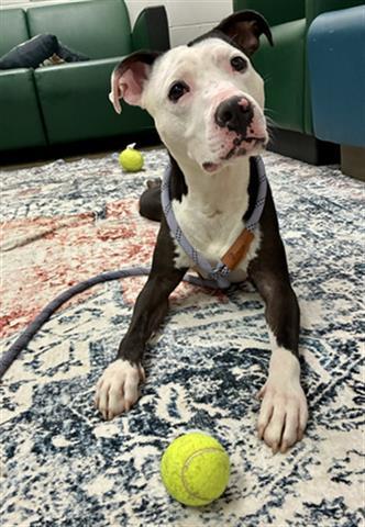 SID, Adoptable, Young Male Pit Bull Terrier.