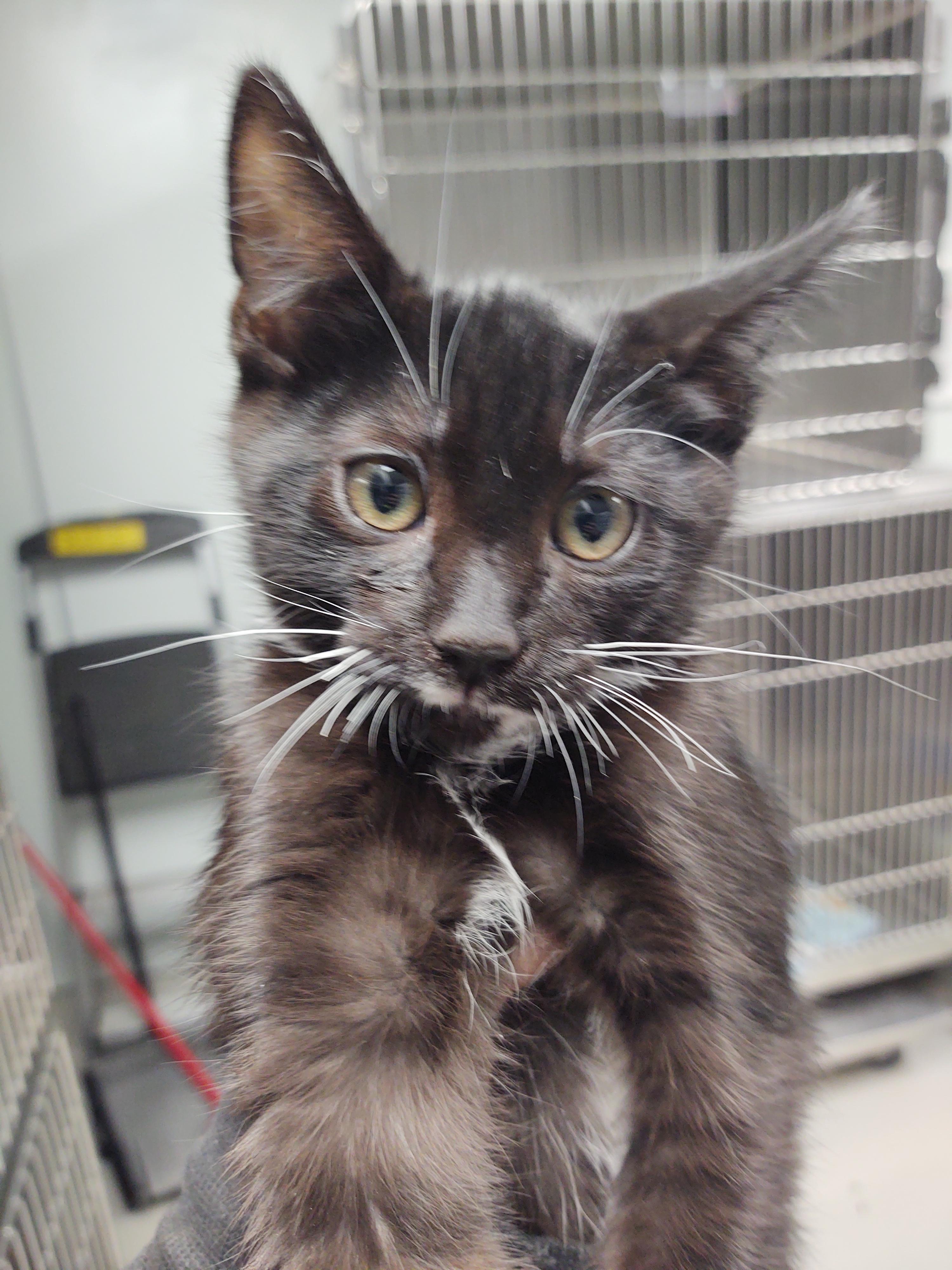 Enlarge Aries, a Adoptable mixed breed in Chico, CA image 1/2