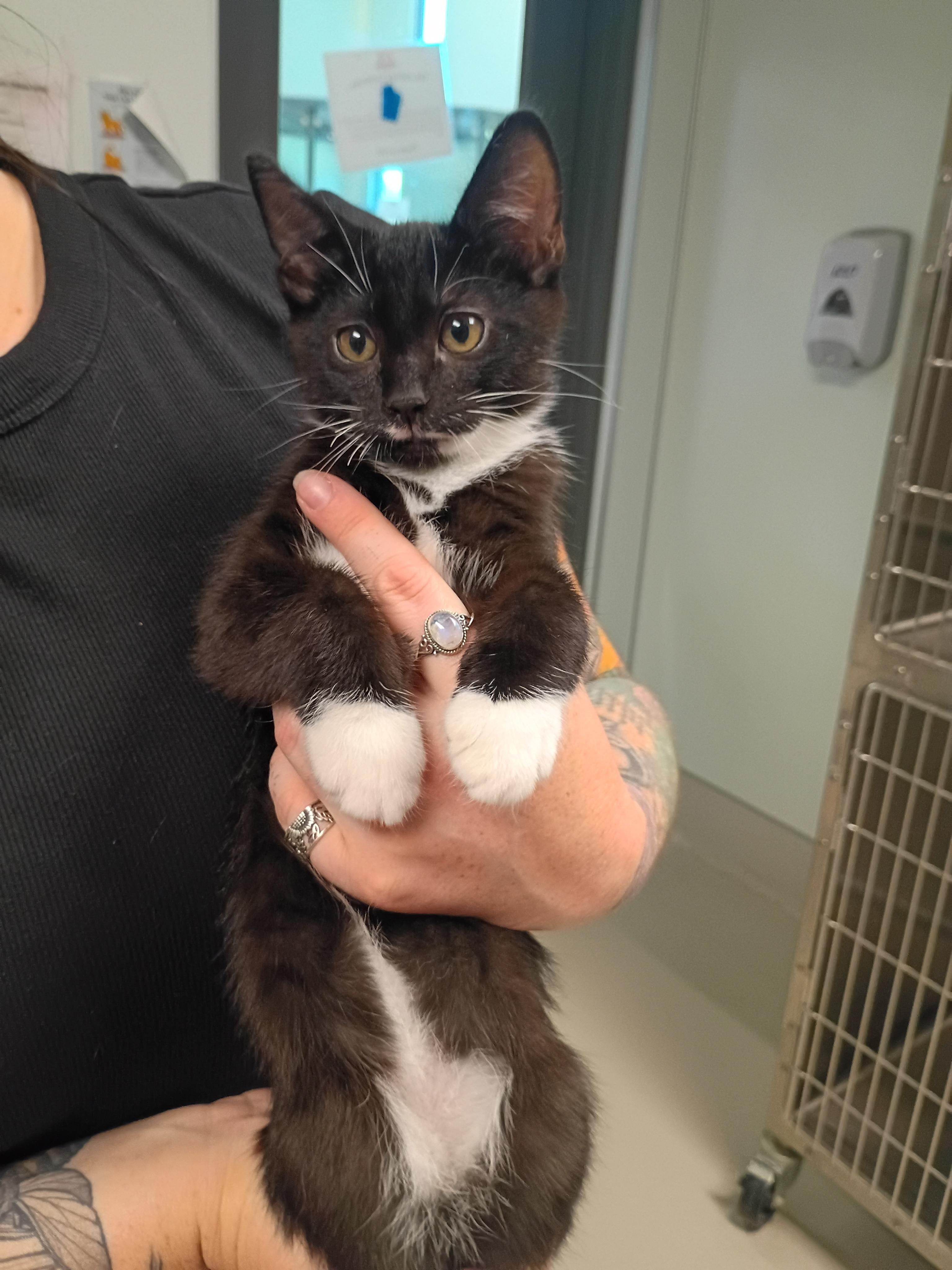 Enlarge Aries, a Adoptable mixed breed in Chico, CA image 2/2
