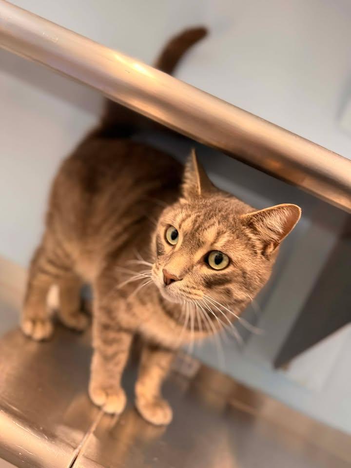 Enlarge Bella, a ADOPTABLE Domestic Short Hair in Lincoln, MI image 1/1