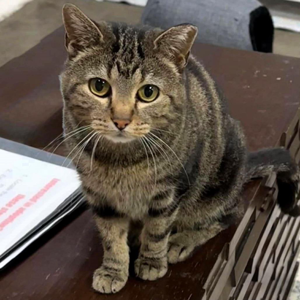 Talia, Adoptable, Adult Female Domestic Short Hair.