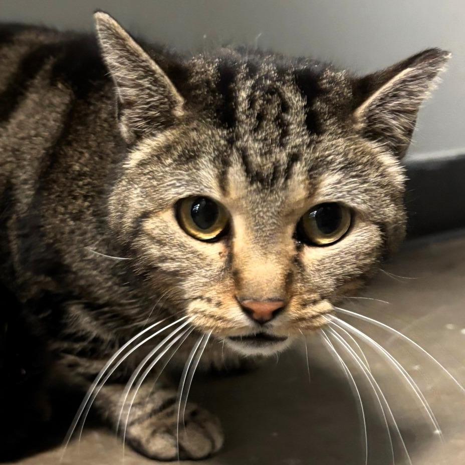 Enlarge Talia, a Adoptable Domestic Short Hair in Shawnee, KS image 2/5