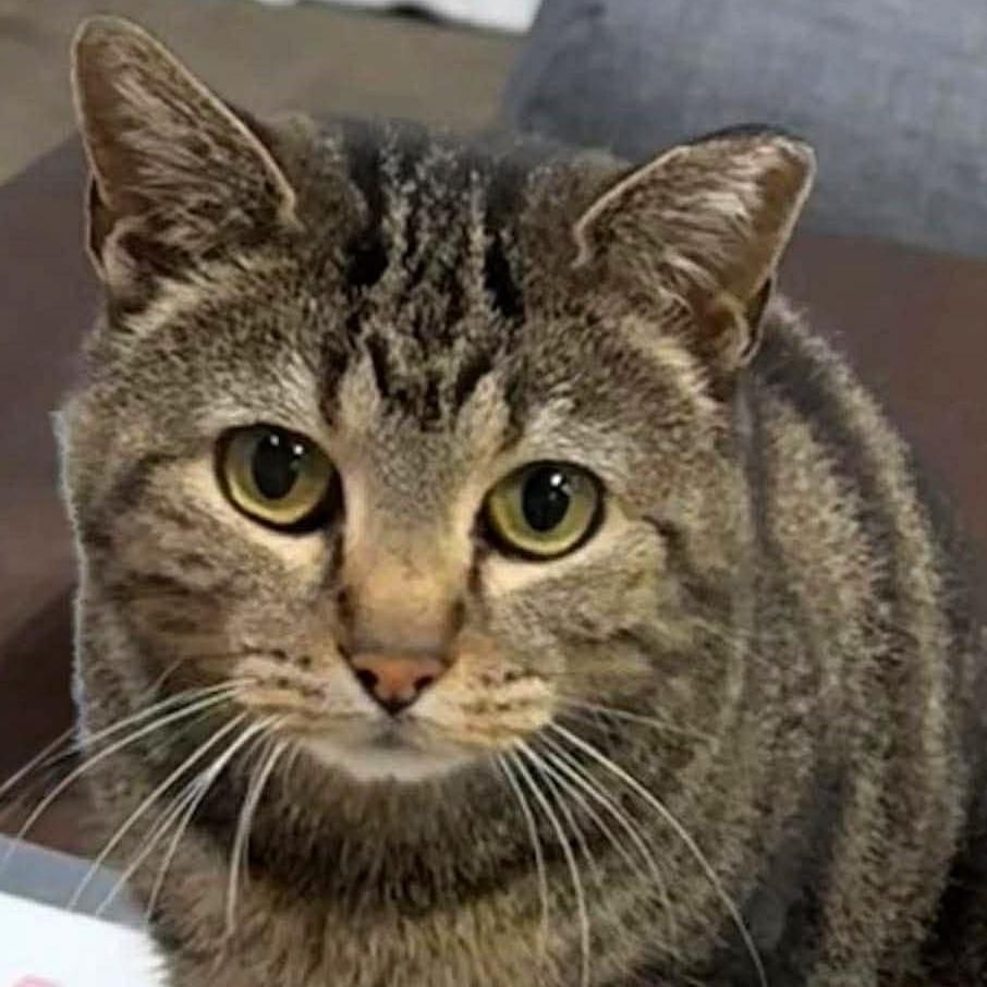 Enlarge Talia, a Adoptable Domestic Short Hair in Shawnee, KS image 3/5