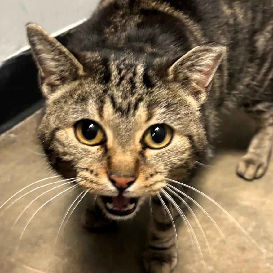 Enlarge Talia, a Adoptable Domestic Short Hair in Shawnee, KS image 4/5