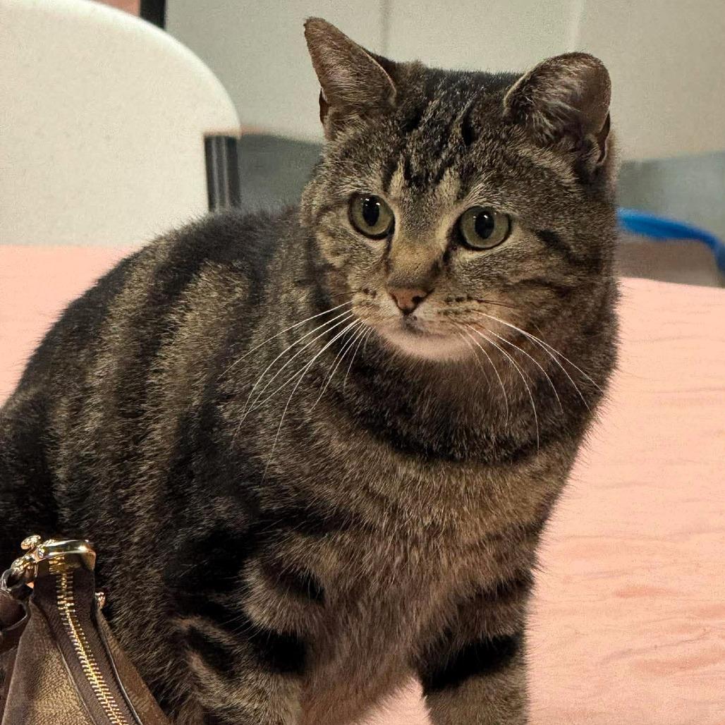 Enlarge Talia, a Adoptable Domestic Short Hair in Shawnee, KS image 5/5