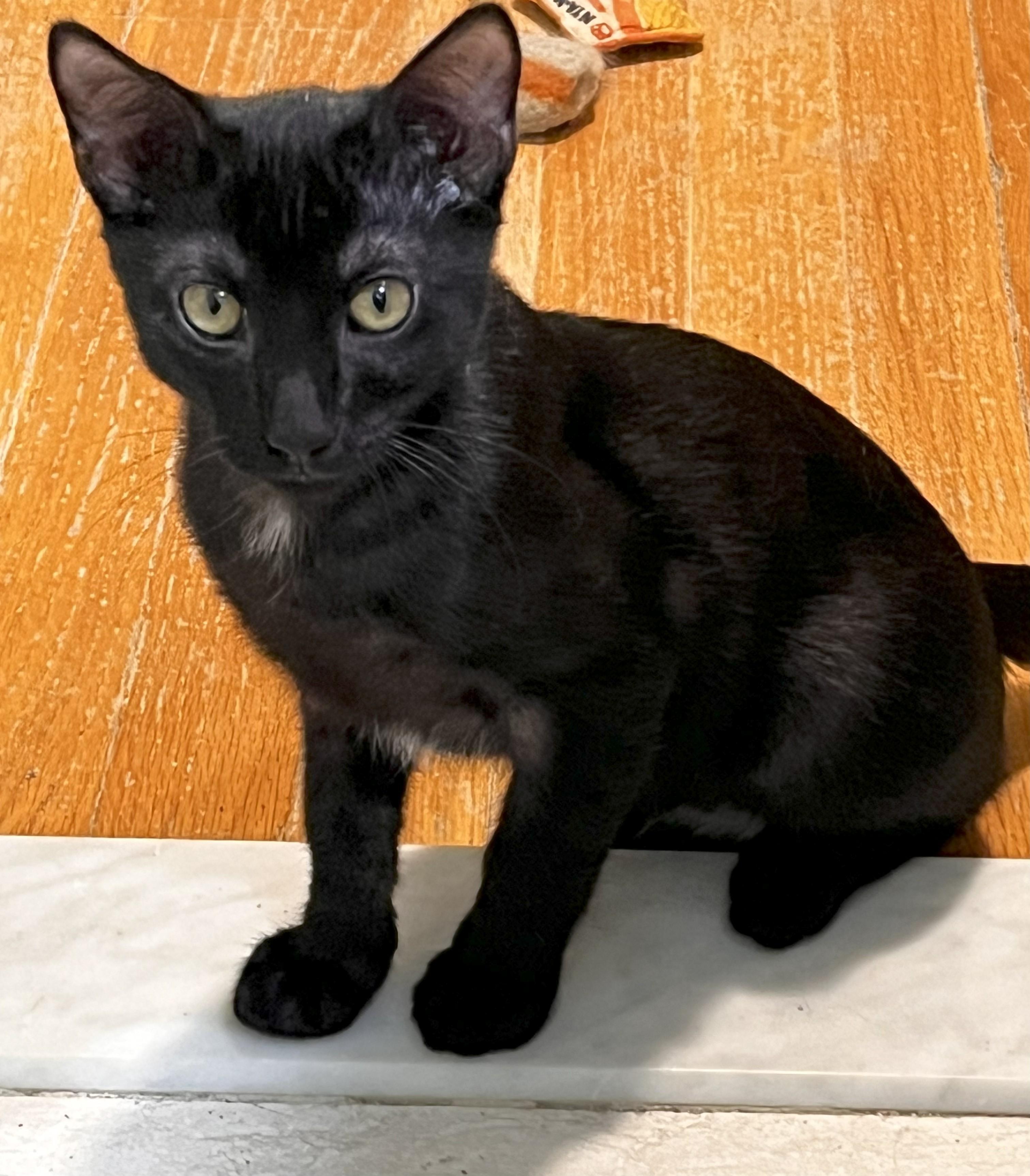 Washy and Onyx