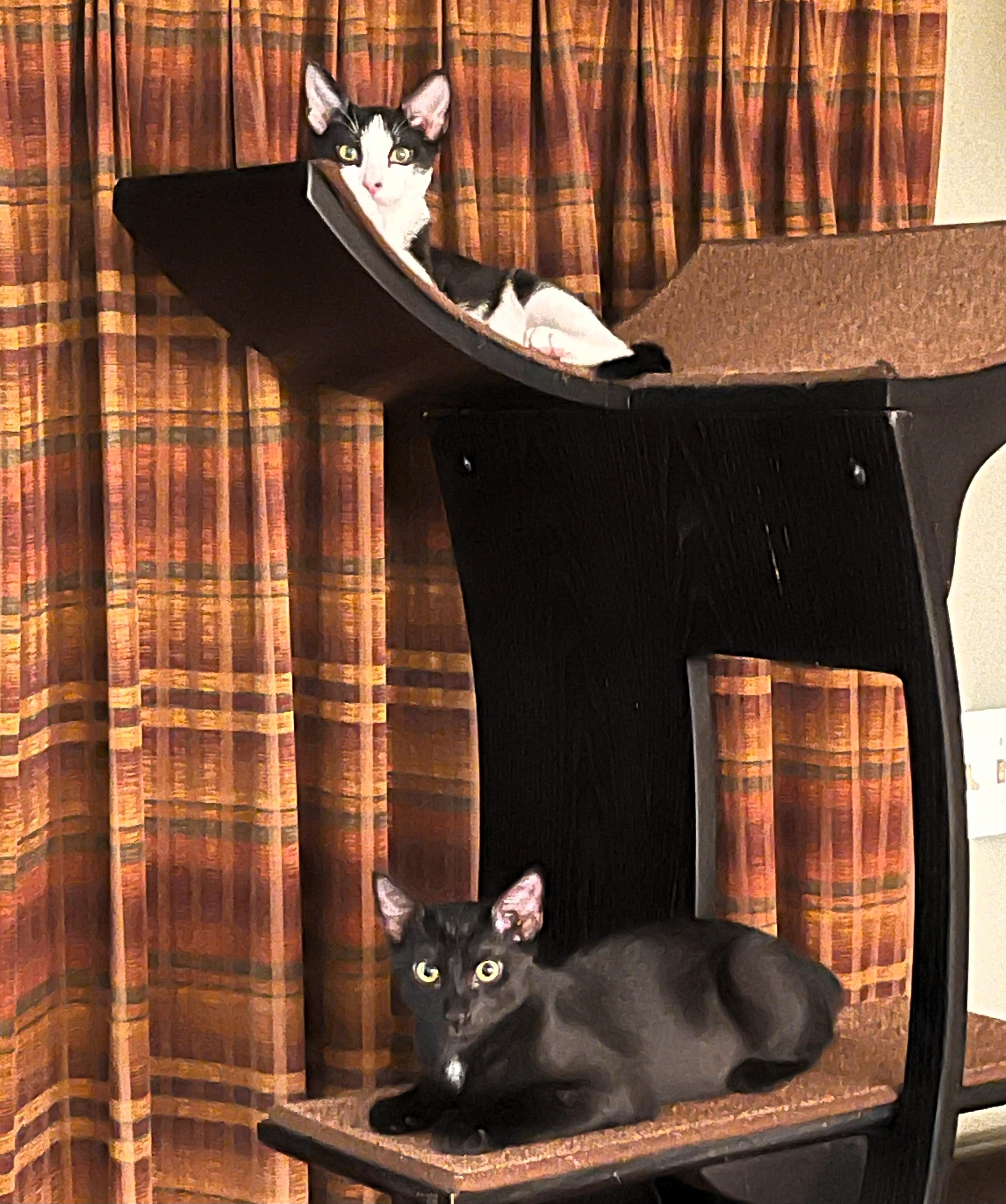 Washy and Onyx