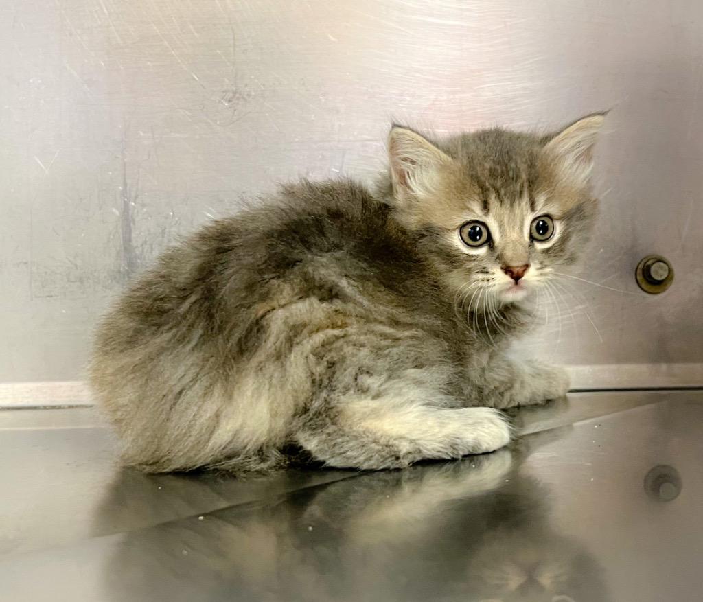 Amber, Adoptable, Kitten Female Domestic Long Hair.