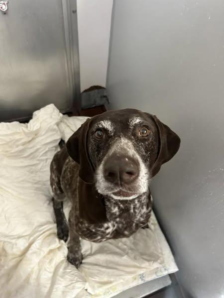 Eva, a Adopted German Shorthaired Pointer in Tewksbury, MA image 3/6