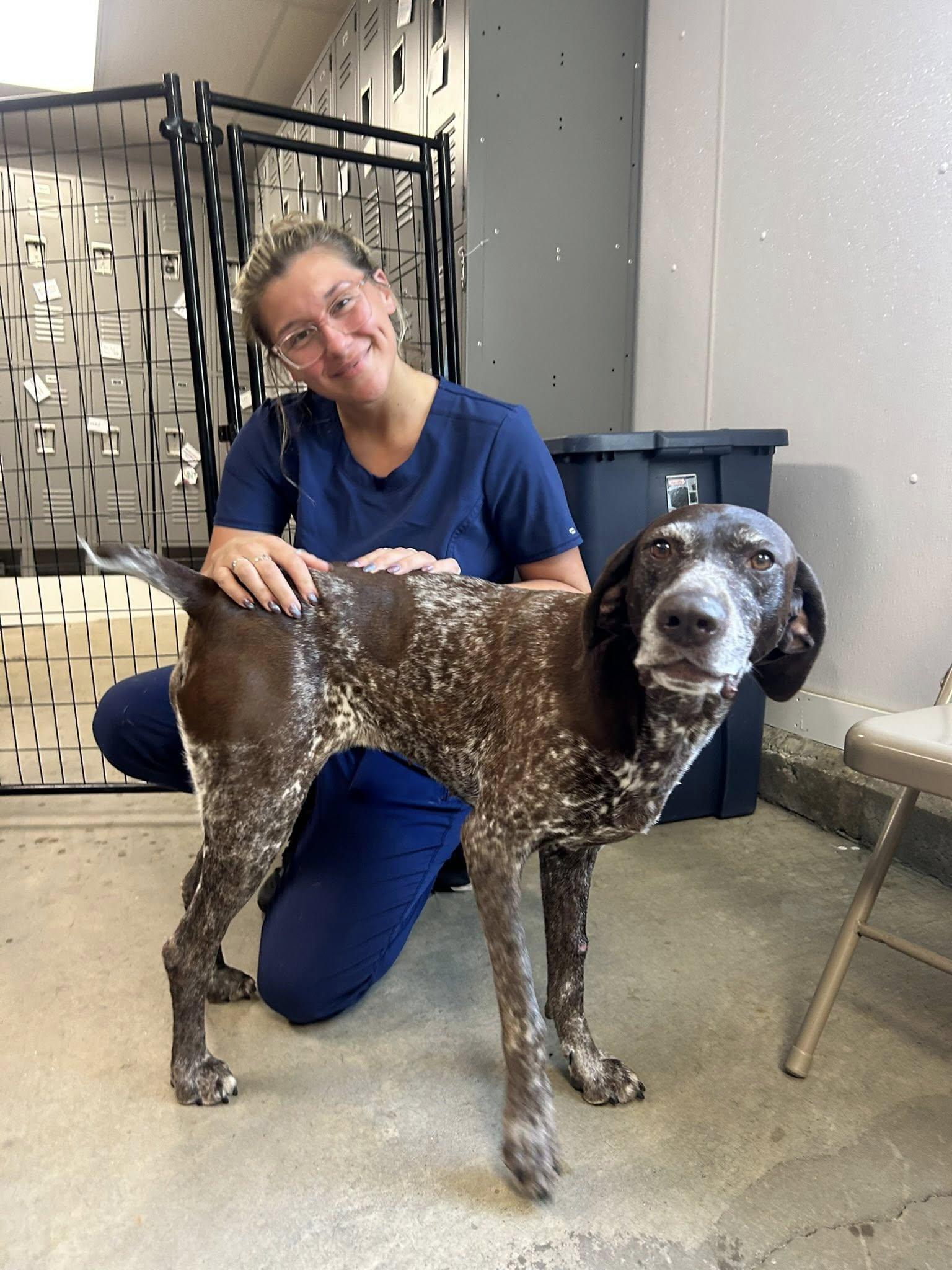 Eva, a Adopted German Shorthaired Pointer in Tewksbury, MA image 4/6