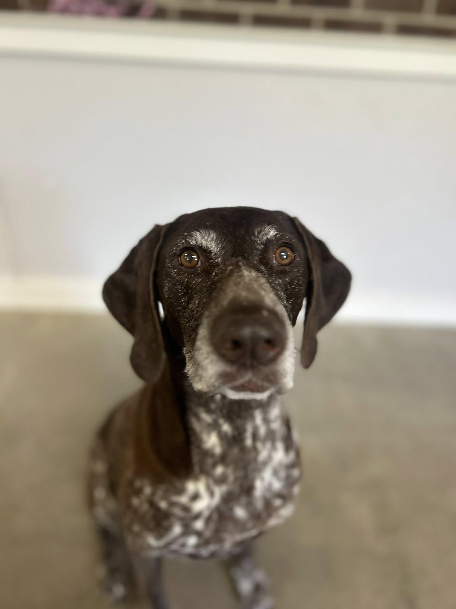 Eva, a Adopted German Shorthaired Pointer in Tewksbury, MA image 2/6