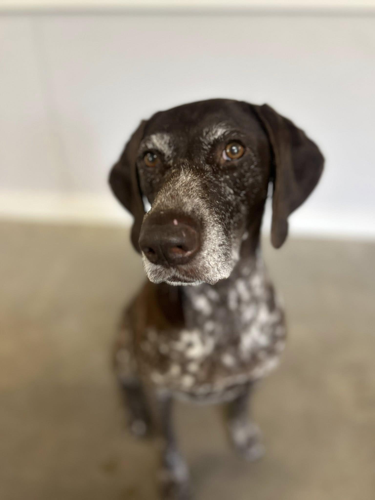 Eva, a Adopted German Shorthaired Pointer in Tewksbury, MA image 1/6