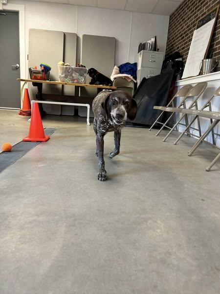 Eva, a Adopted German Shorthaired Pointer in Tewksbury, MA image 6/6