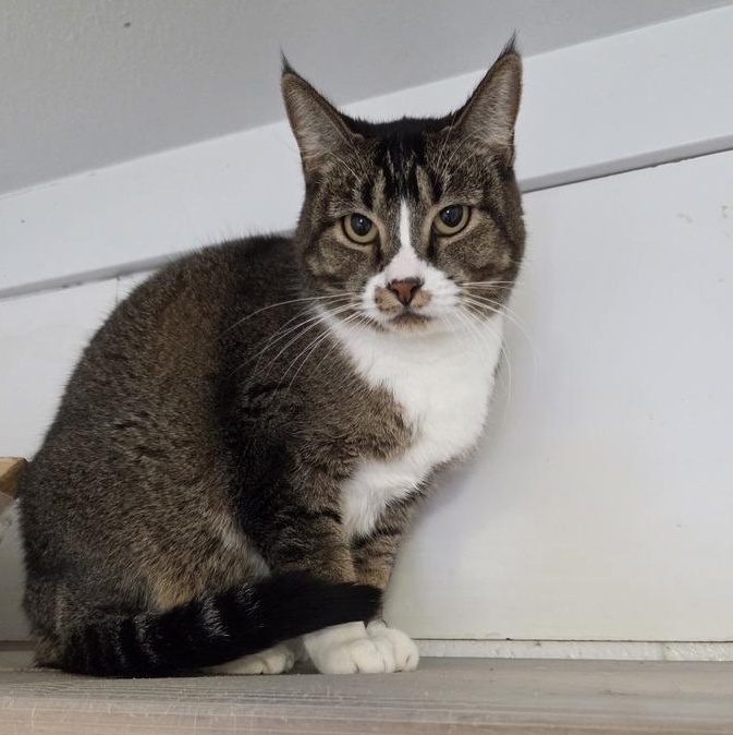 Enlarge Mamba, a ADOPTABLE mixed breed in Driggs, ID image 2/3