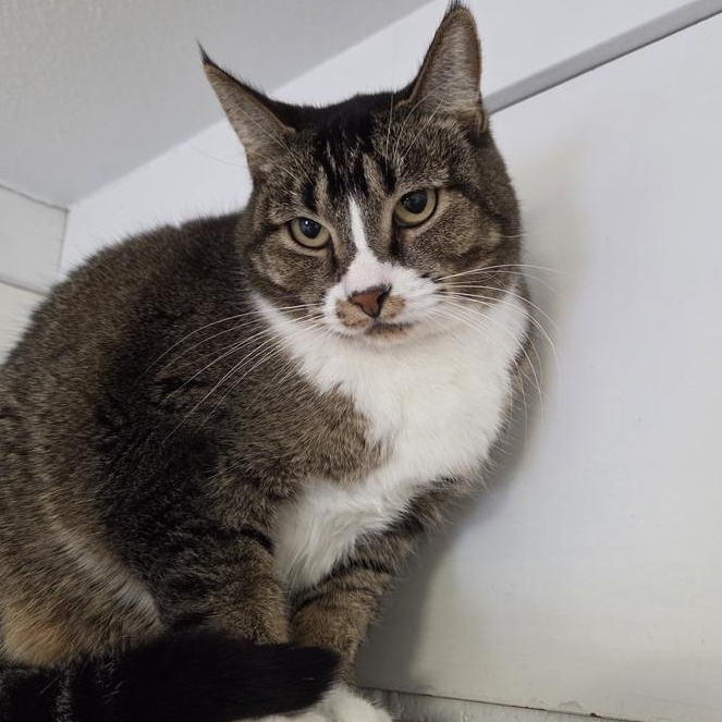 Enlarge Mamba, a ADOPTABLE mixed breed in Driggs, ID image 3/3