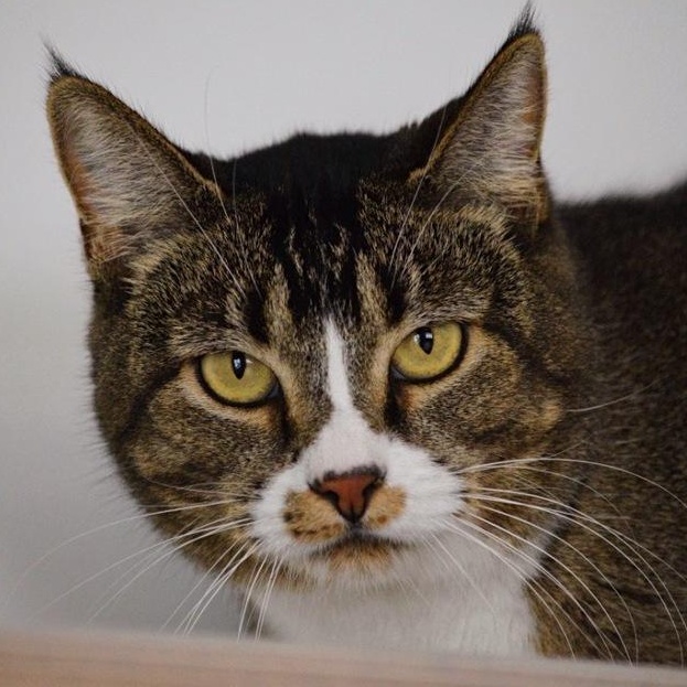 Enlarge Mamba, a ADOPTABLE mixed breed in Driggs, ID image 1/3