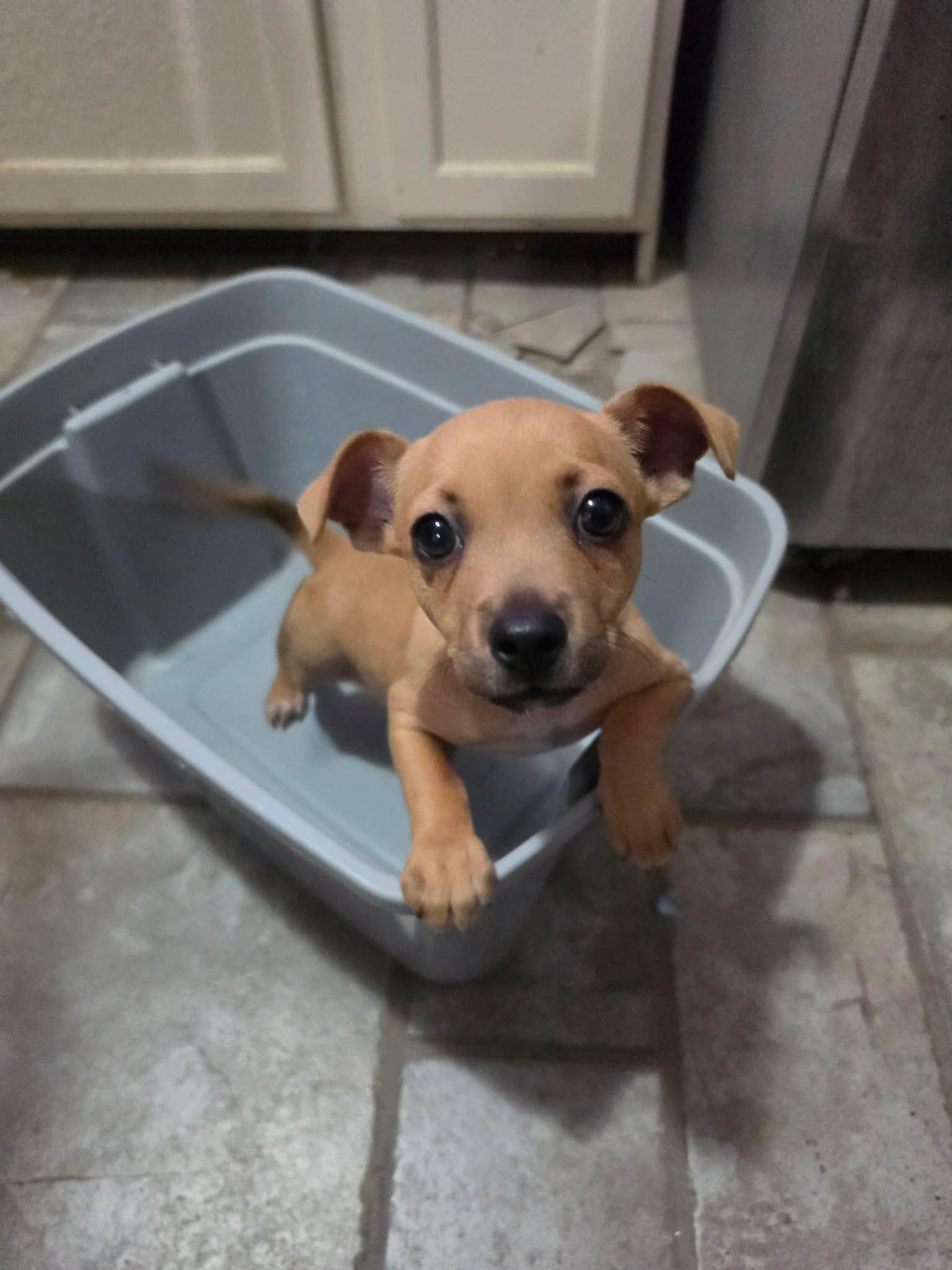 Enlarge Prince, a ADOPTABLE mixed breed in Boise, ID image 1/1