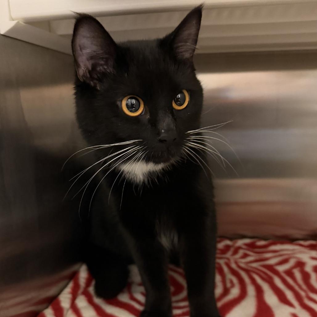 Era, Adoptable, Young Female Domestic Short Hair.