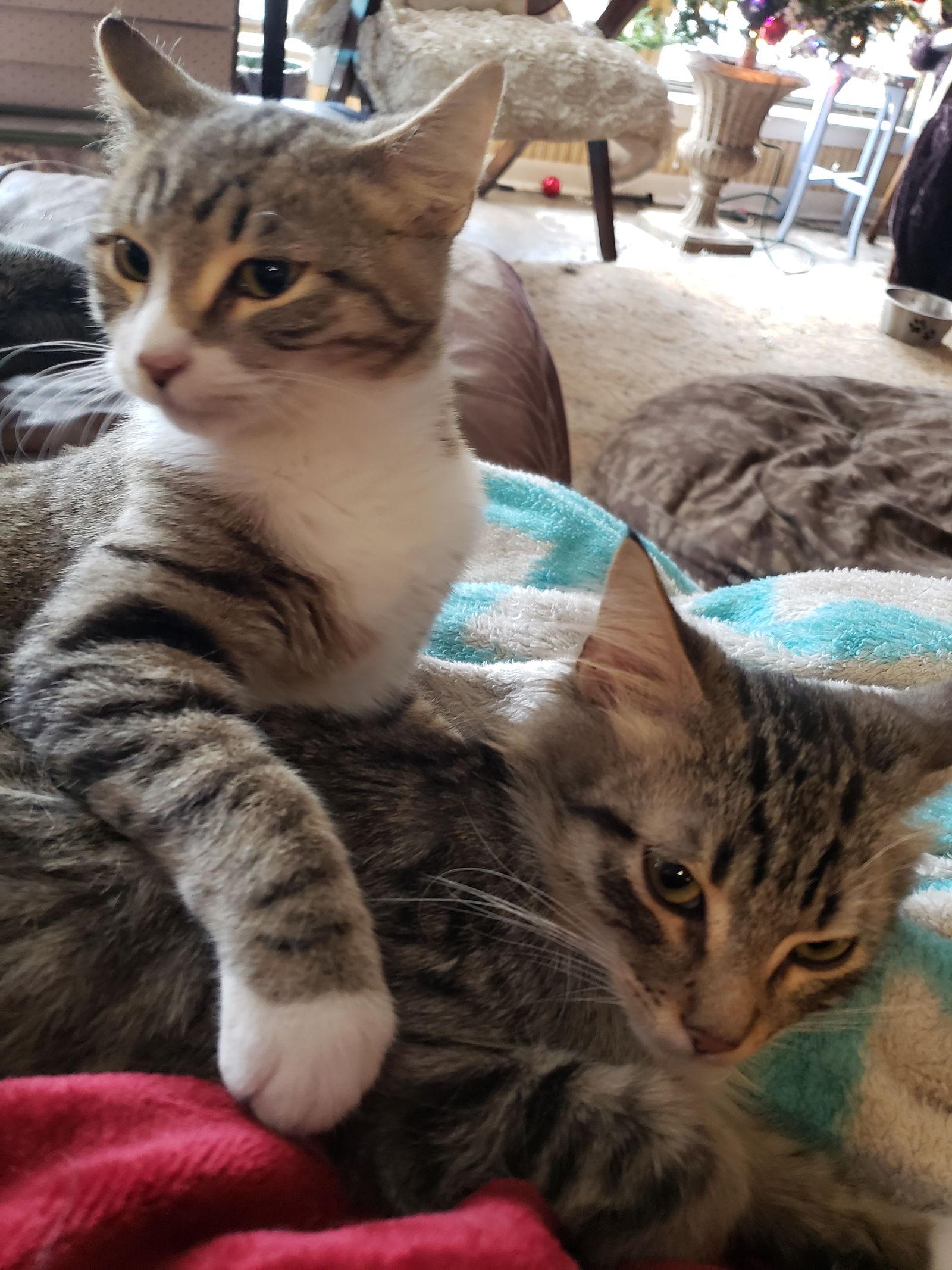 TC, Adoptable, Young Male Domestic Short Hair & Tabby.