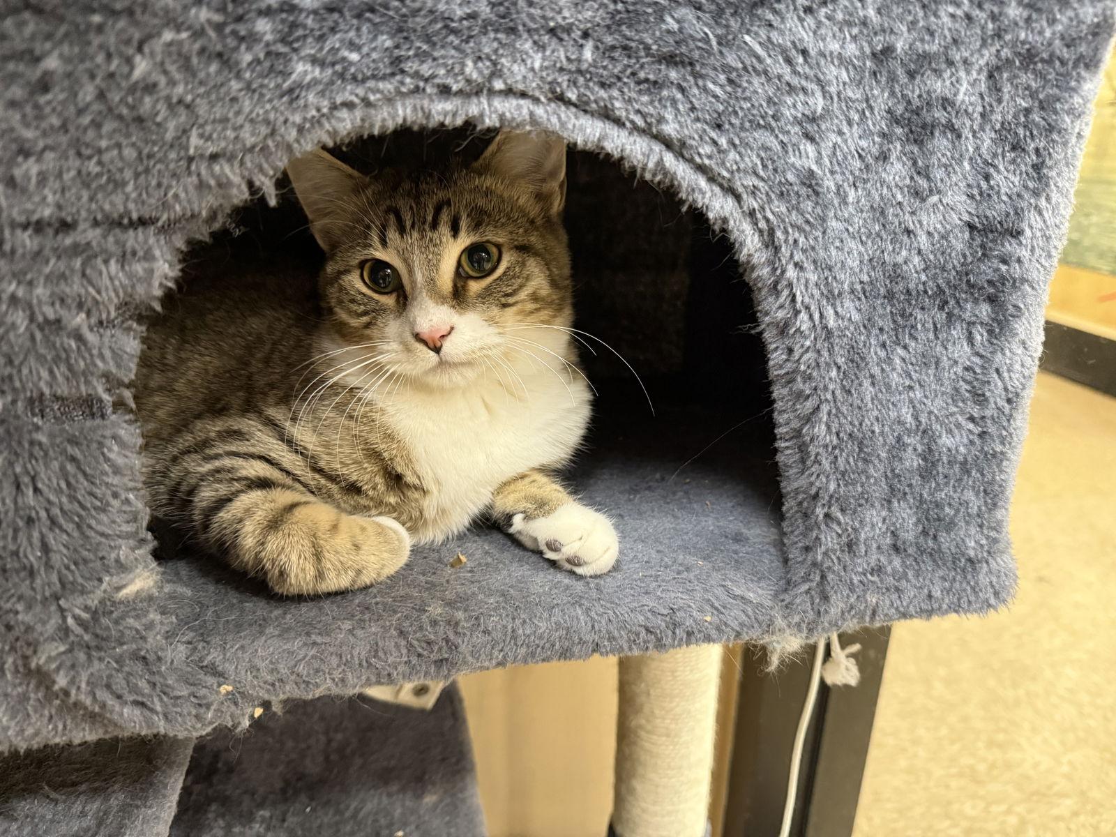 Enlarge TC, a Adoptable mixed breed in Irving, TX image 2/2