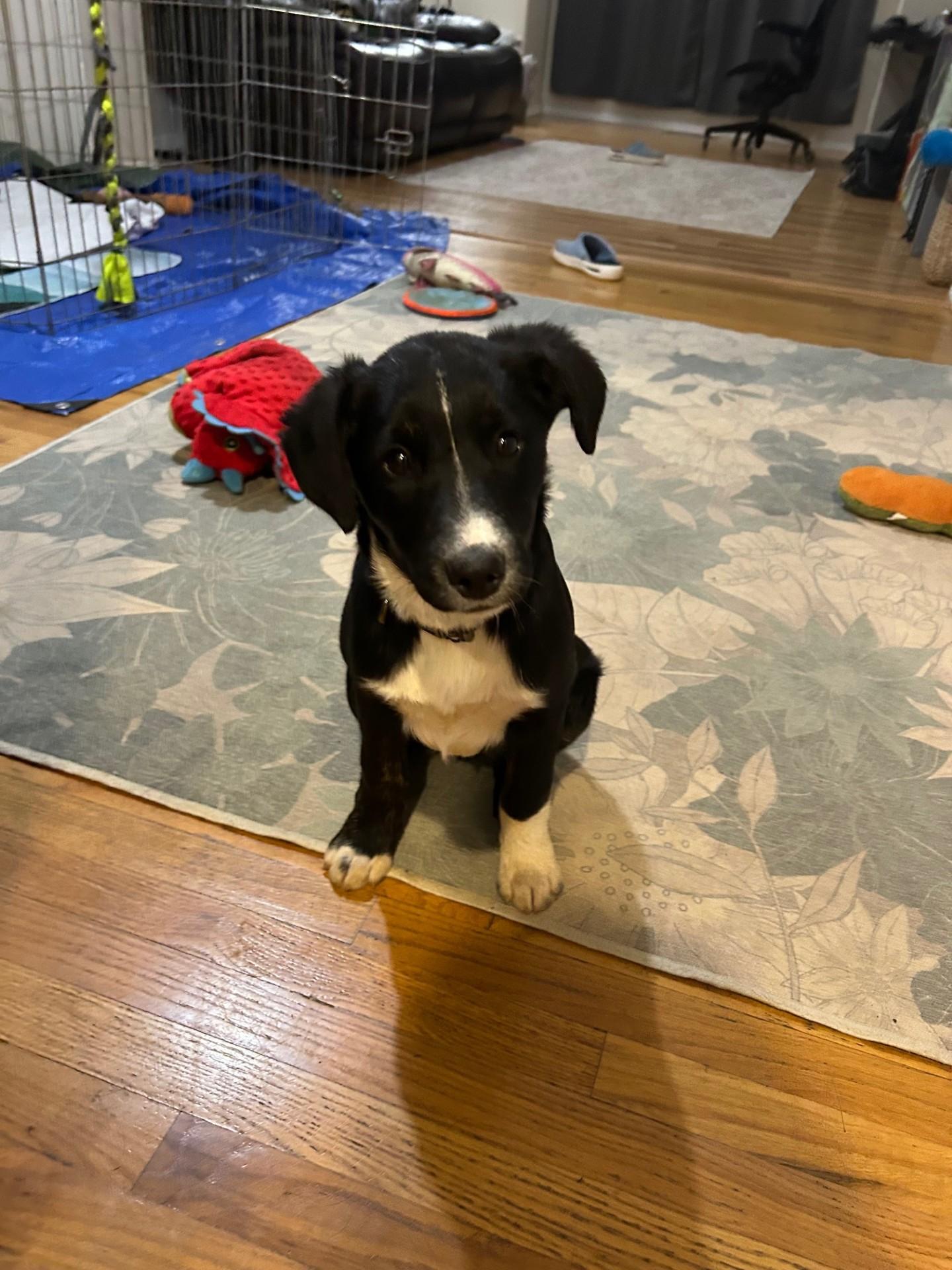 Enlarge Scout, an adopted mixed breed in Salem, OR image 2/4