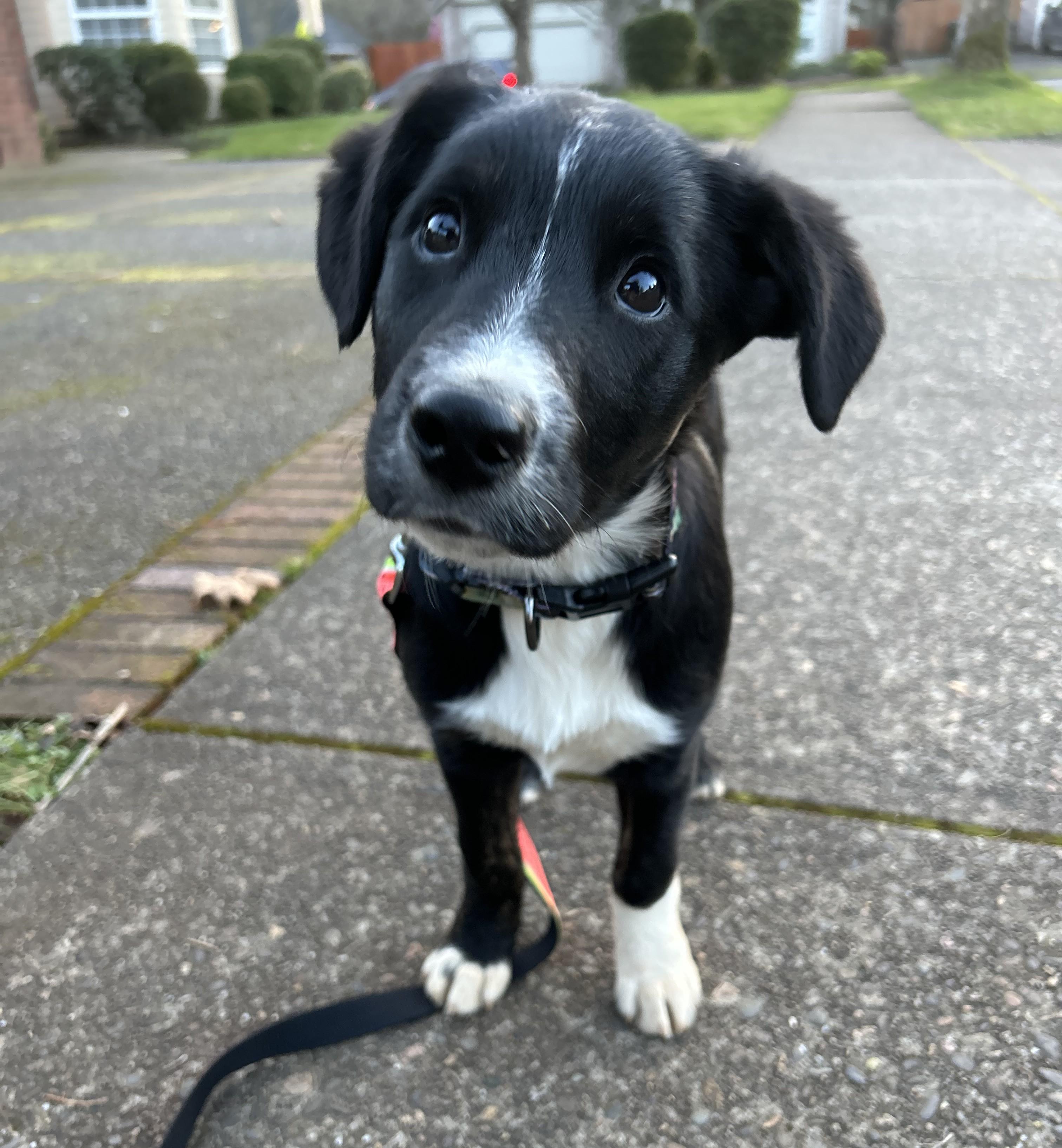 Scout, ADOPTABLE, Puppy Female Border Collie.
