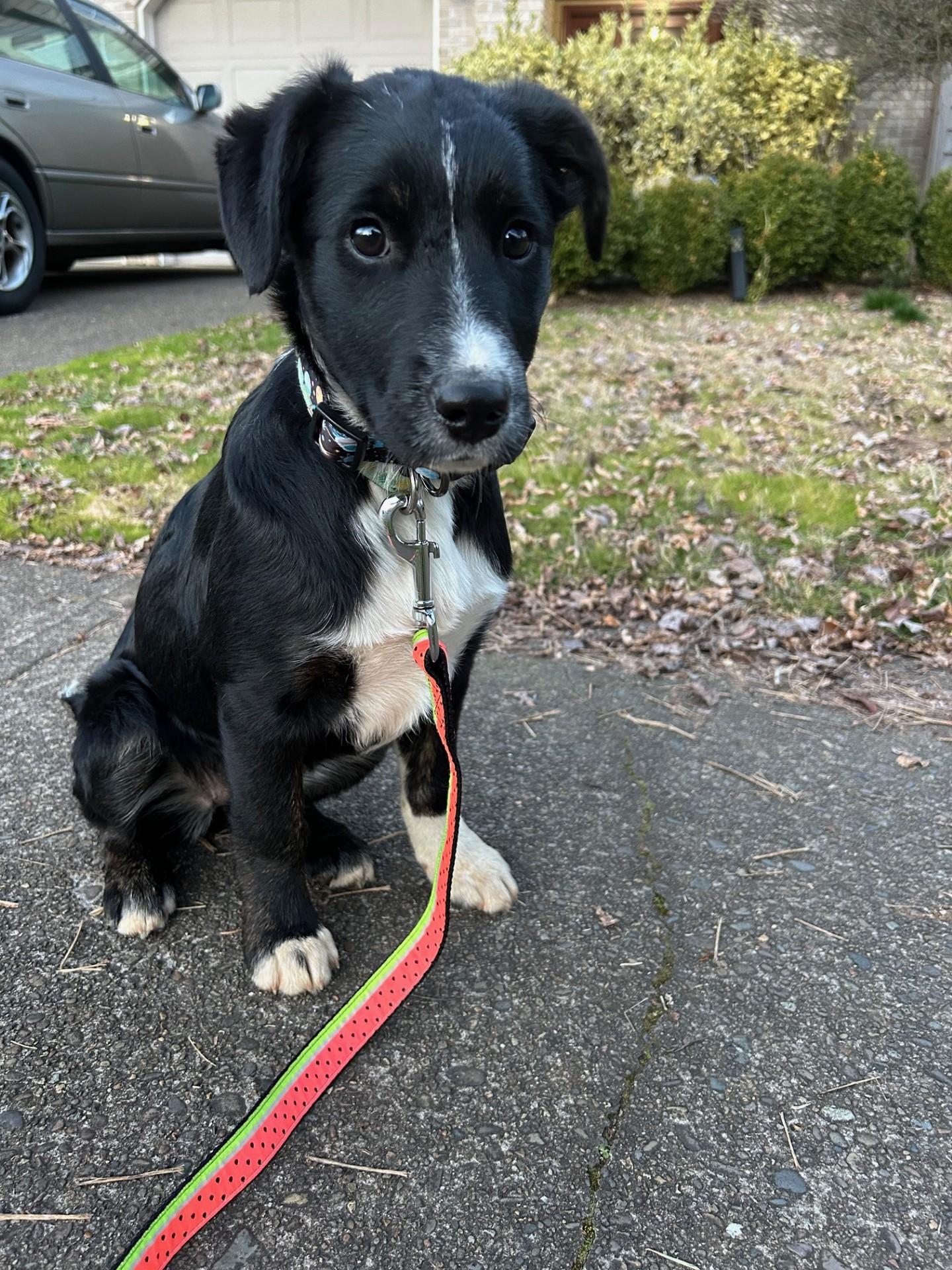 Enlarge Scout, an adopted mixed breed in Salem, OR image 3/4