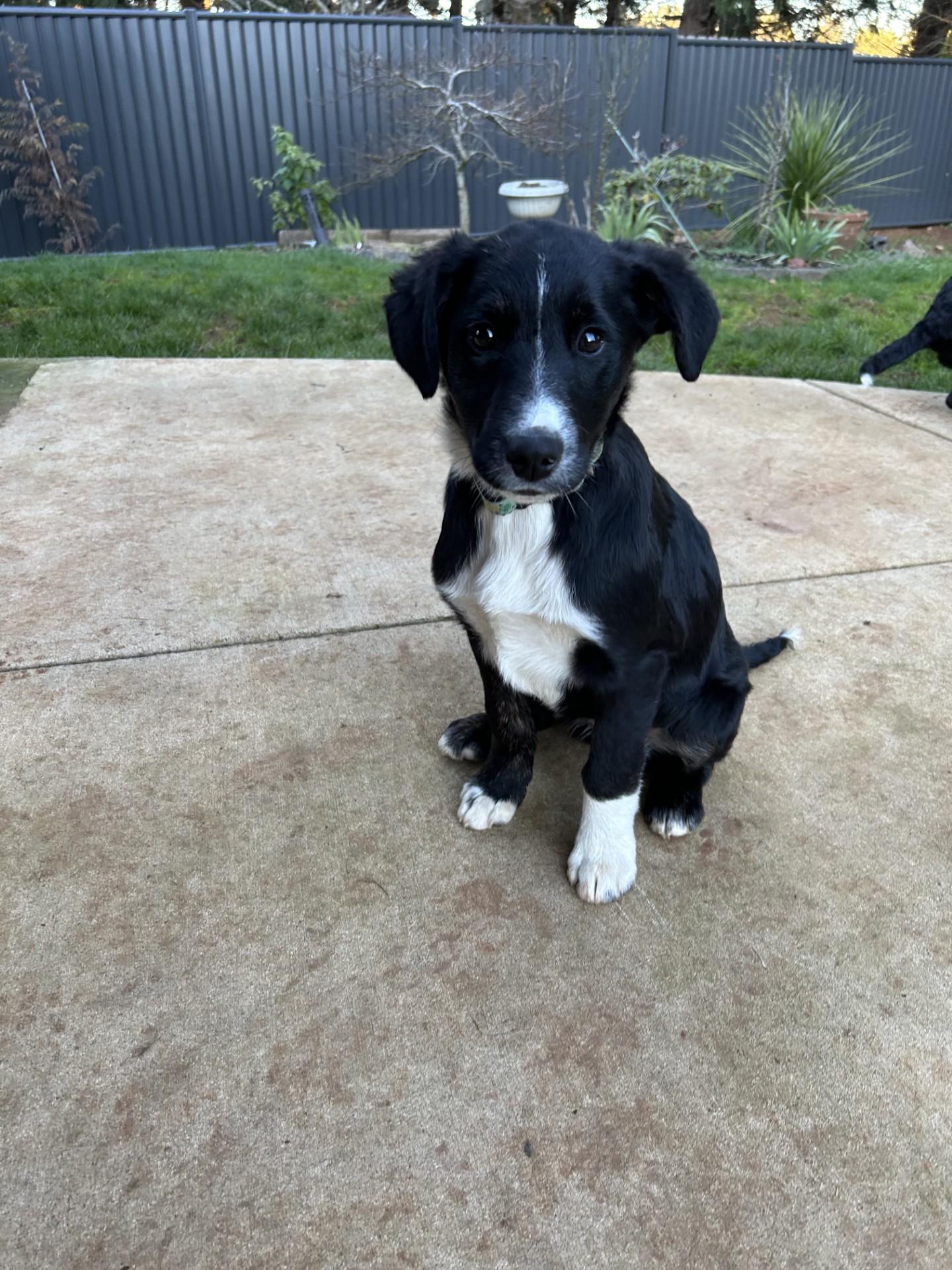 Enlarge Scout, an adopted mixed breed in Salem, OR image 4/4