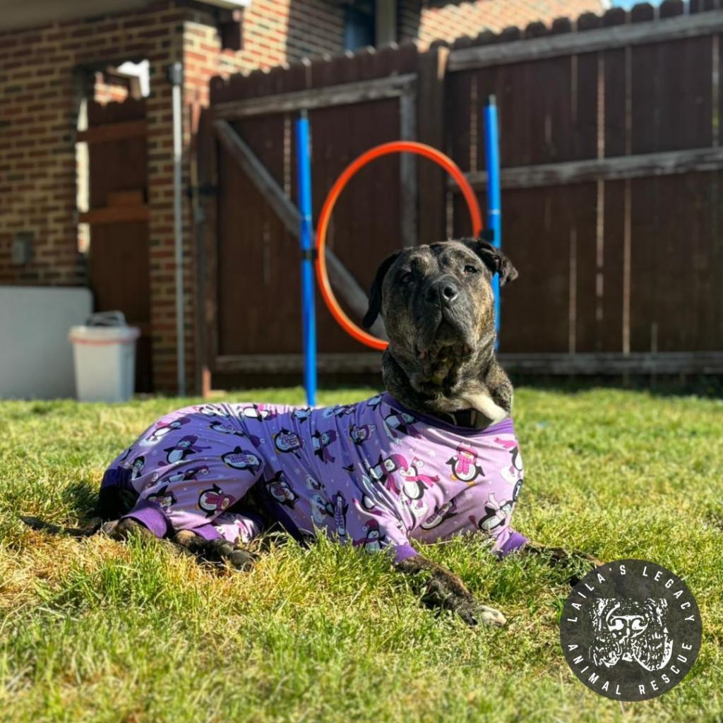 Enlarge Raine, a Adoptable mixed breed in Washington, DC image 1/6