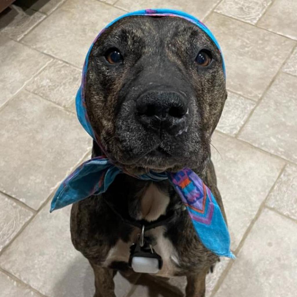 Raine, Adoptable, Adult Female Presa Canario & Mixed Breed.