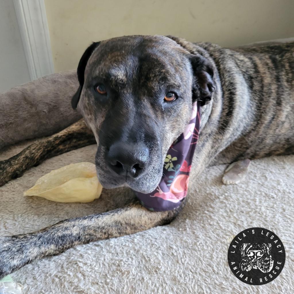 Enlarge Raine, a Adoptable mixed breed in Washington, DC image 3/6