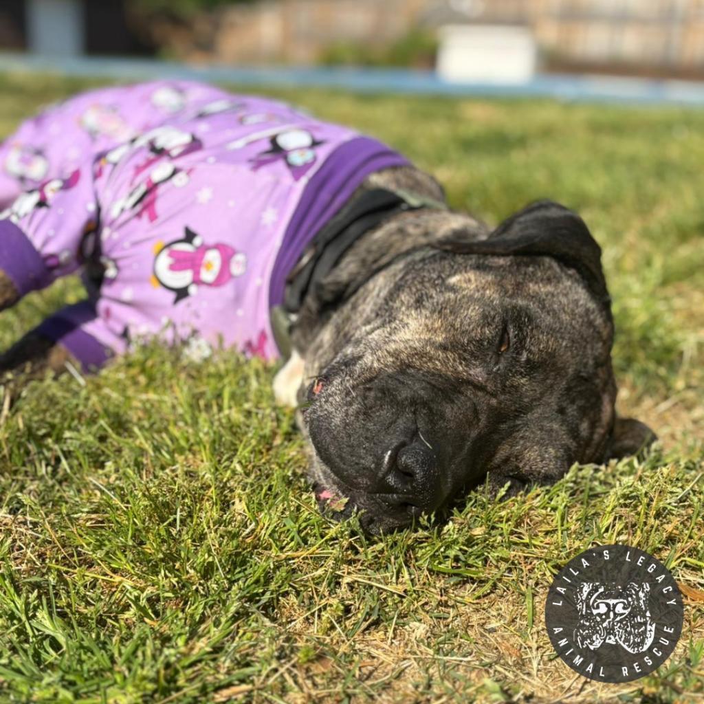 Enlarge Raine, a Adoptable mixed breed in Washington, DC image 4/6