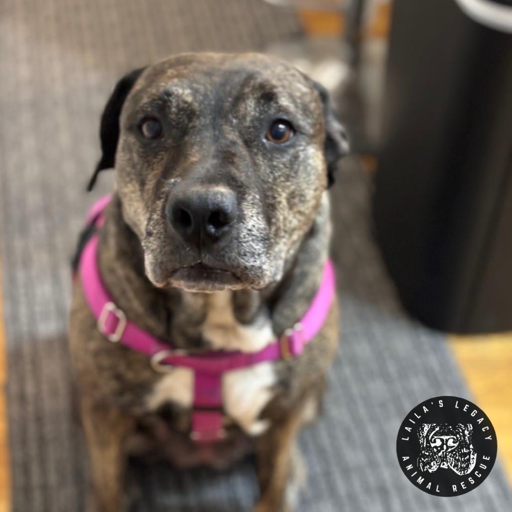 Enlarge Raine, a Adoptable mixed breed in Washington, DC image 5/6