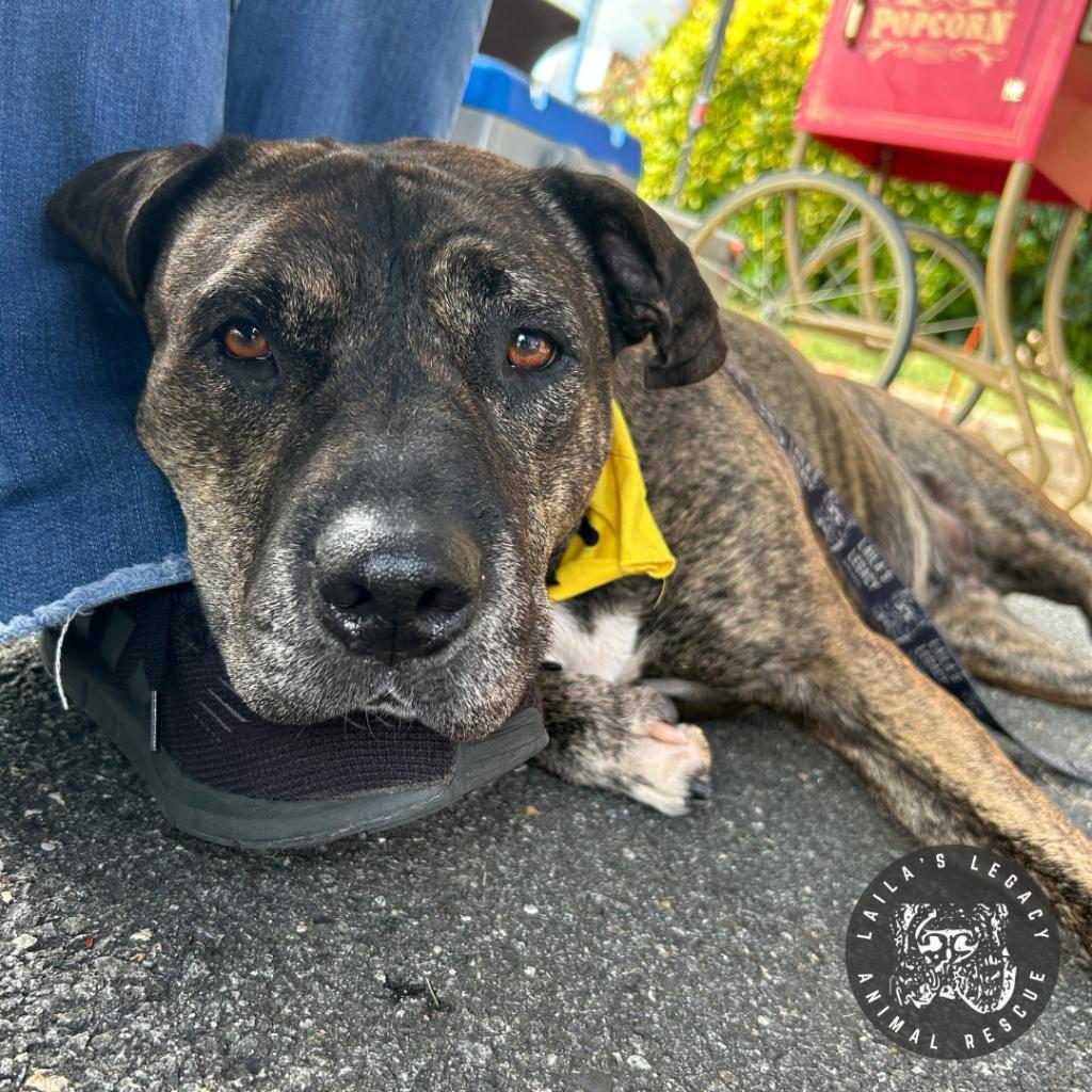 Enlarge Raine, a Adoptable mixed breed in Washington, DC image 6/6