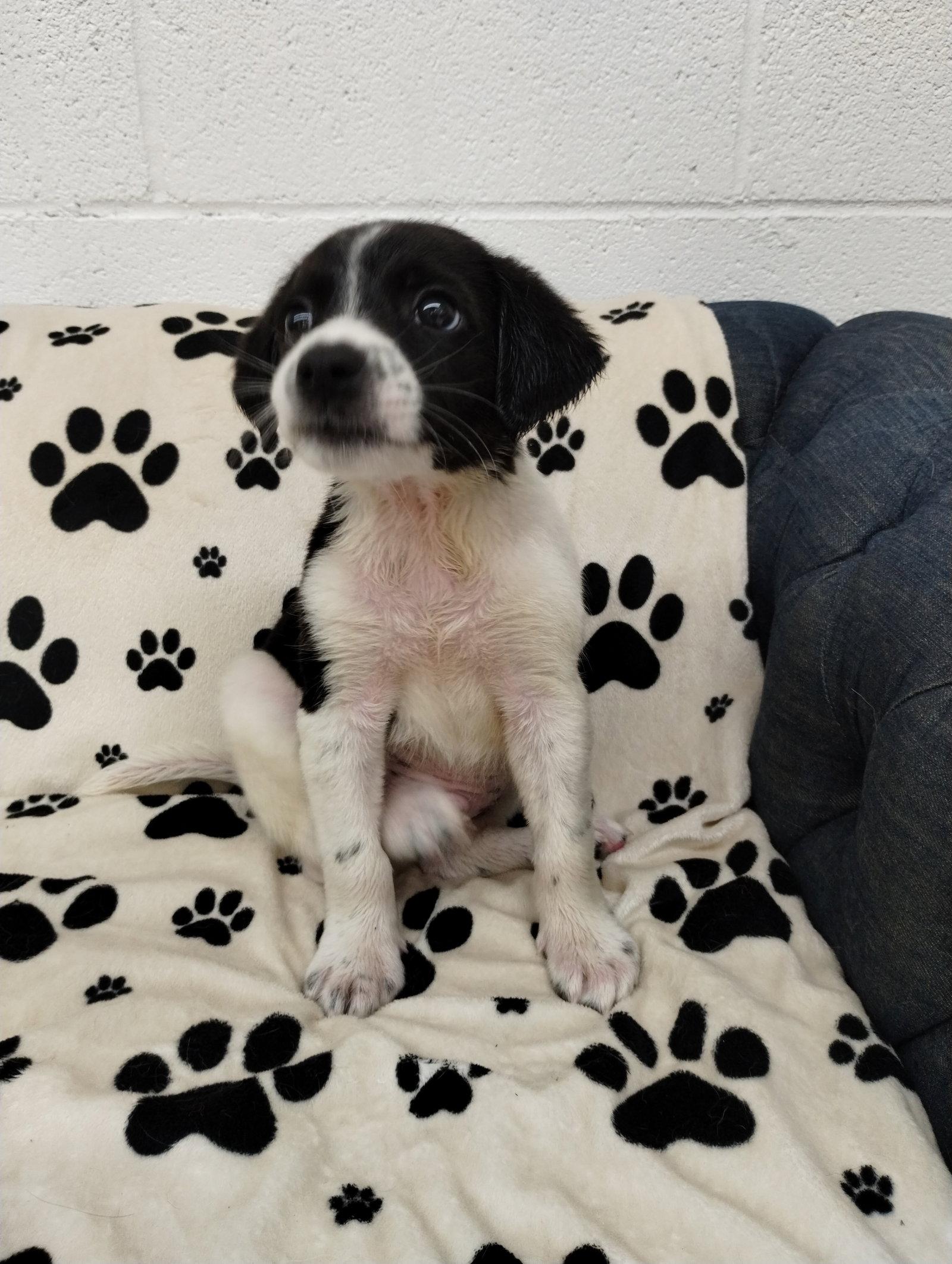 Kaleb, Adopted, Puppy Male Beagle.