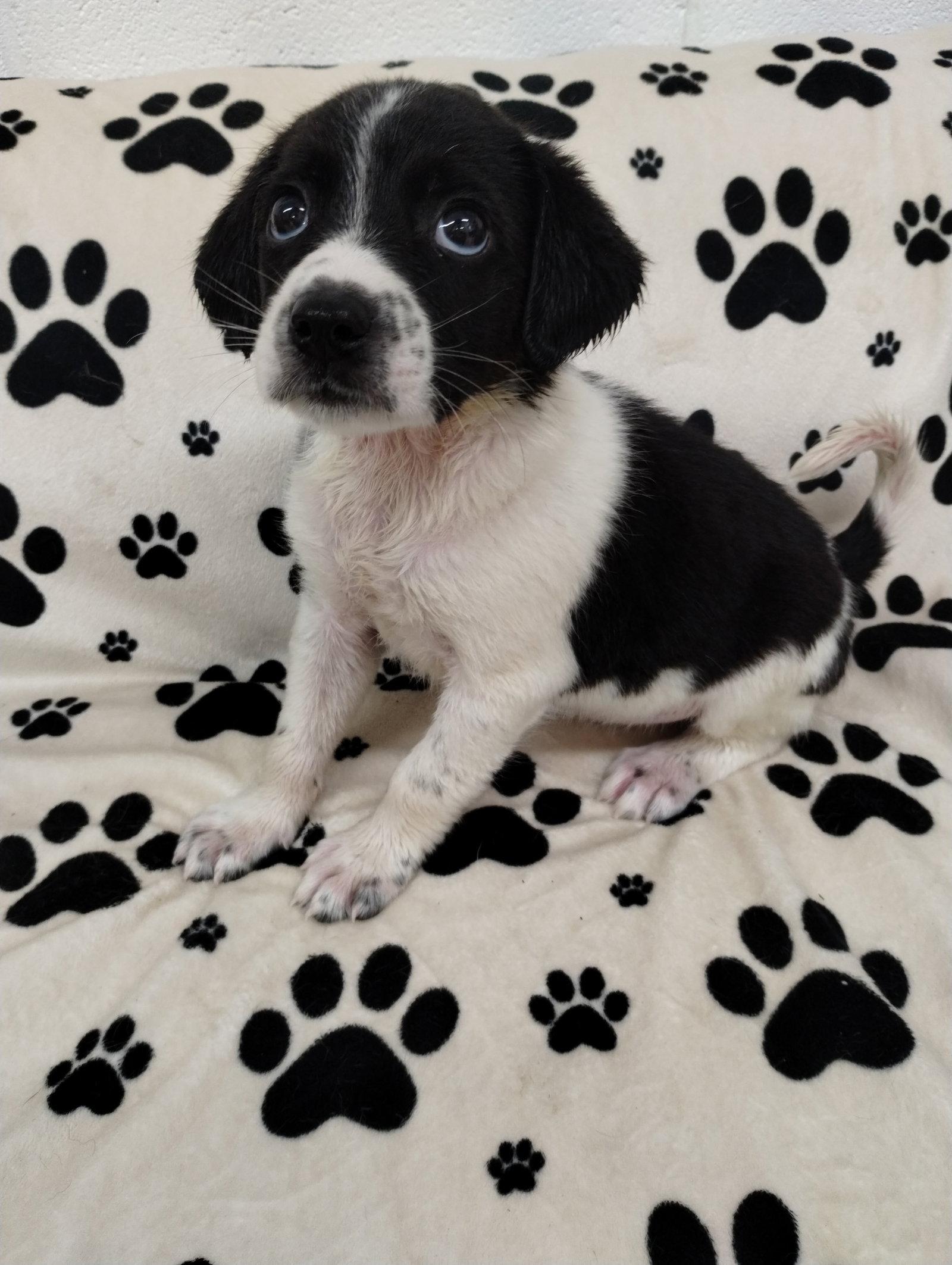 Kaleb, a Adopted Beagle in York, SC image 2/2