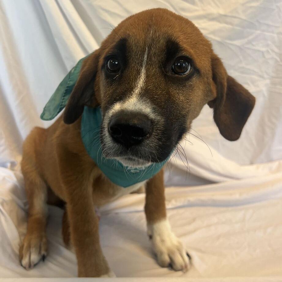 Enlarge Yahoo, a Adoptable Mixed Breed in Canal Winchester, OH image 1/1