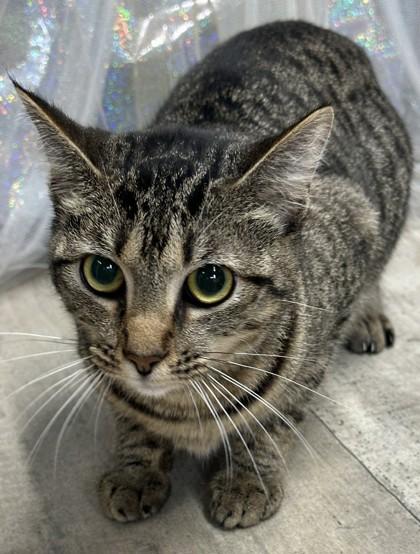 Enlarge Prada, a Adoptable mixed breed in Shreveport, LA image 1/2