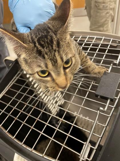 Enlarge Prada, a Adoptable mixed breed in Shreveport, LA image 2/2