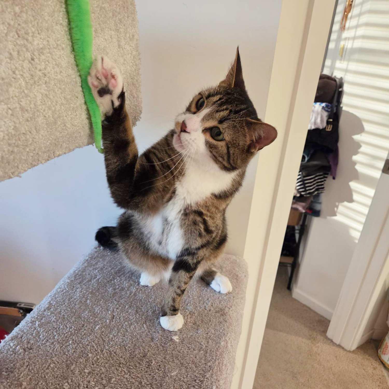 Ringo, Adult Male Domestic Short Hair