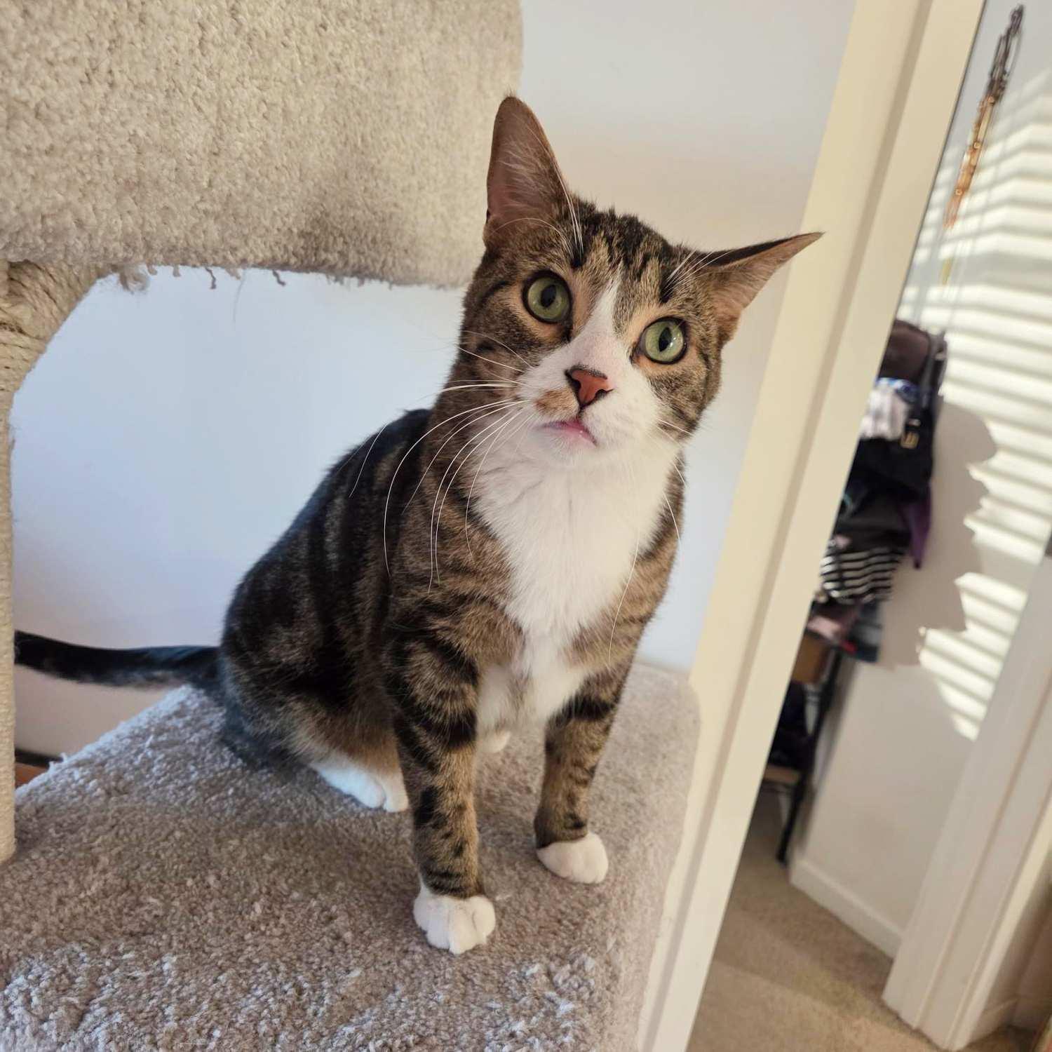 Ringo, an adoptable Domestic Short Hair in Calgary, AB, T2E 3Z7 | Photo Image 6