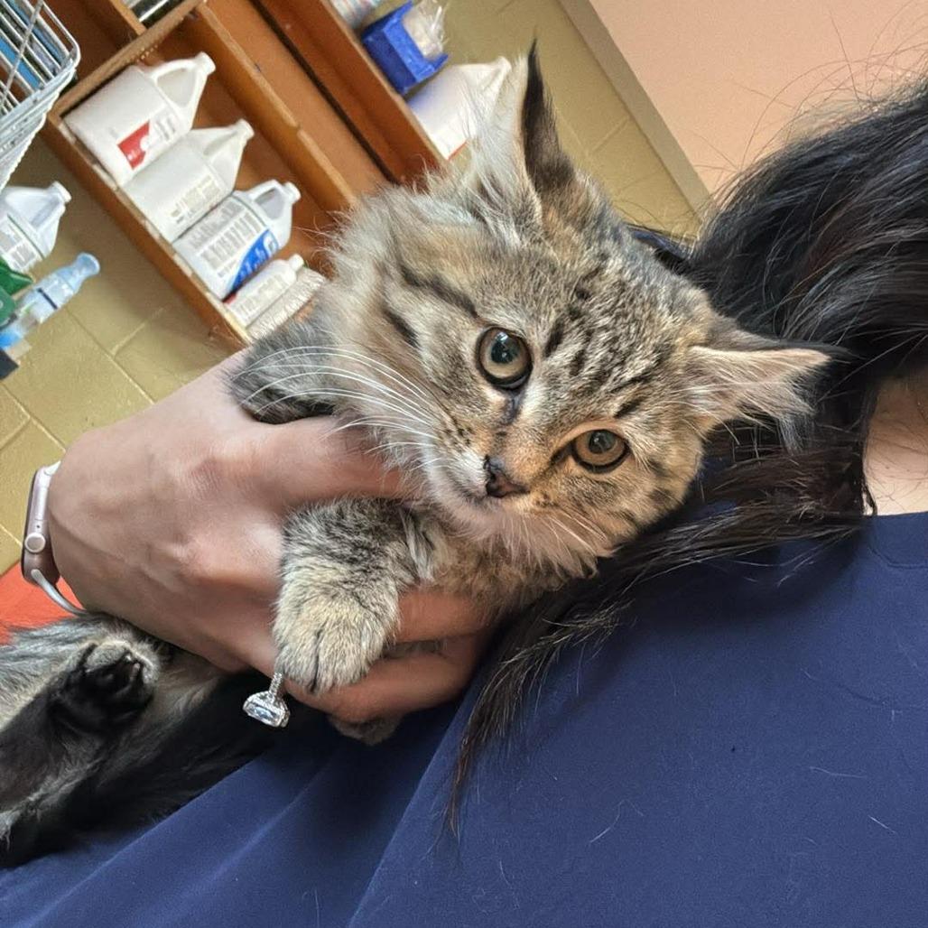 Saber — thumbnail 3