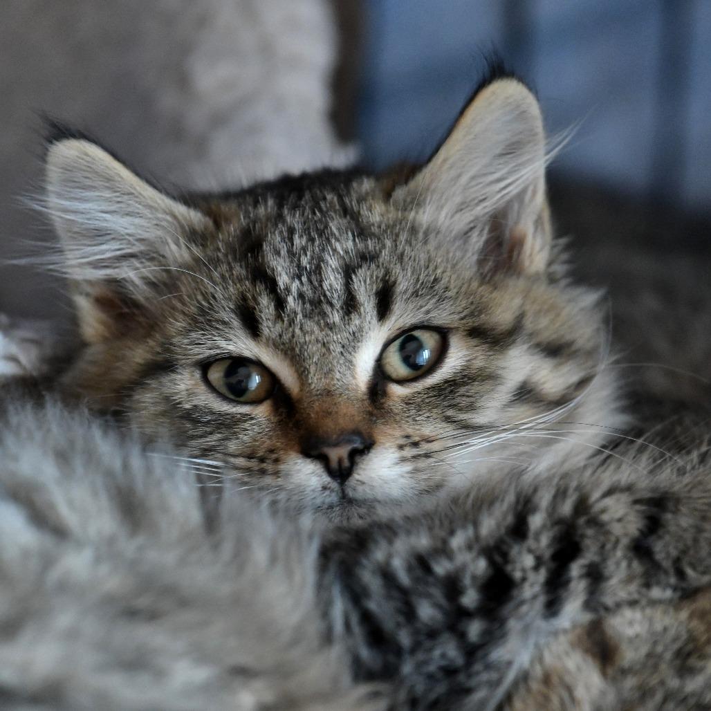 Saber — thumbnail 4