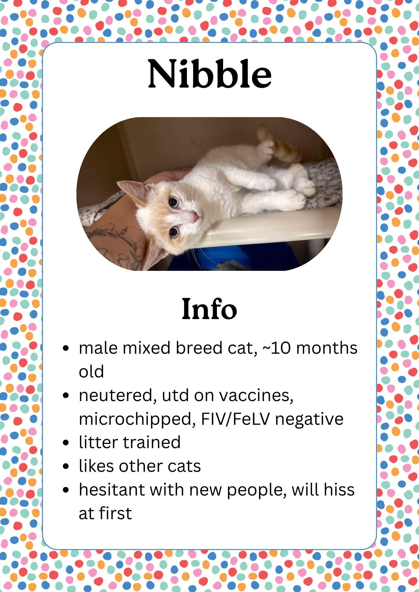 Nibble, adoptable, Young Male Siamese.