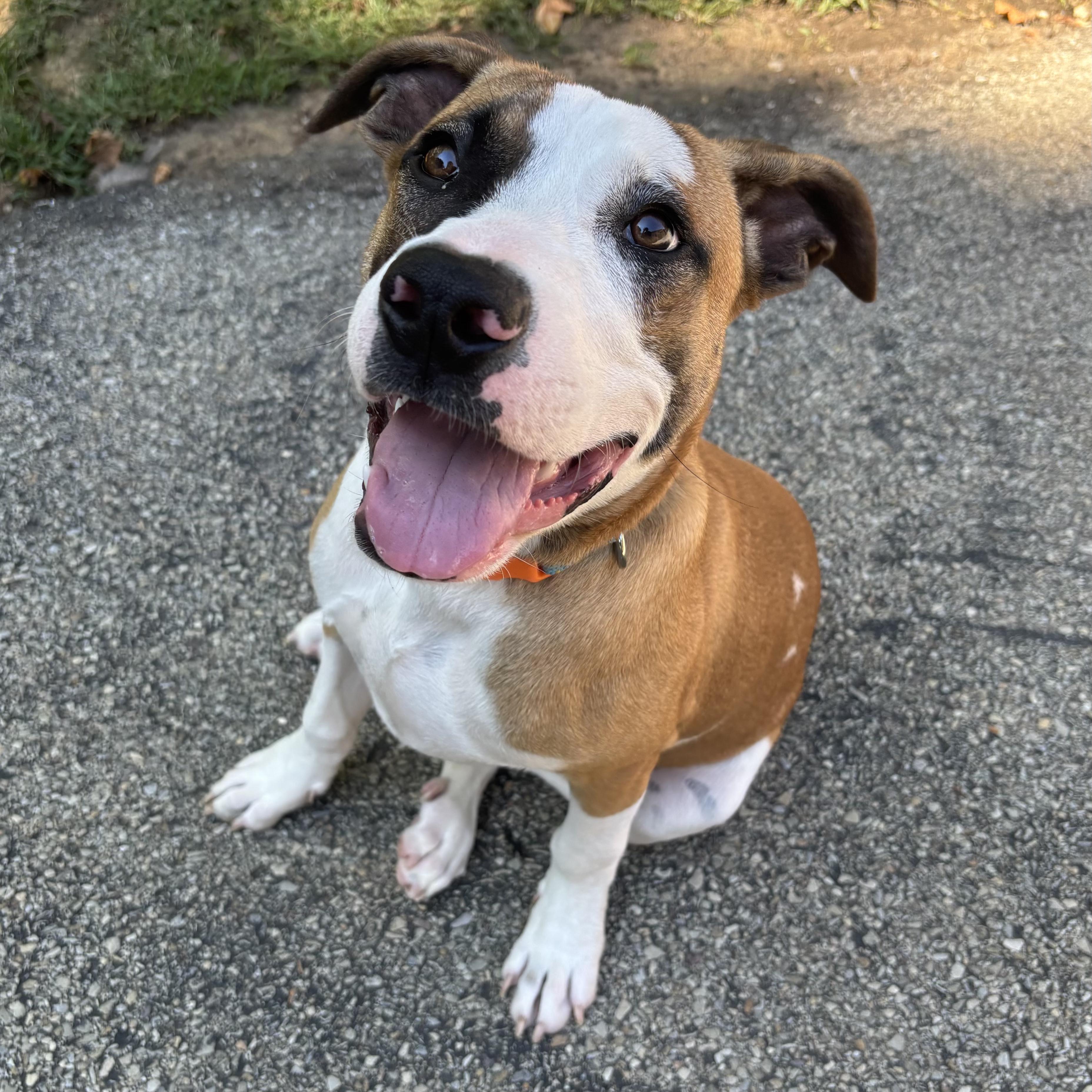Enlarge Woody, a Adoptable mixed breed in Waynesburg, PA image 2/6