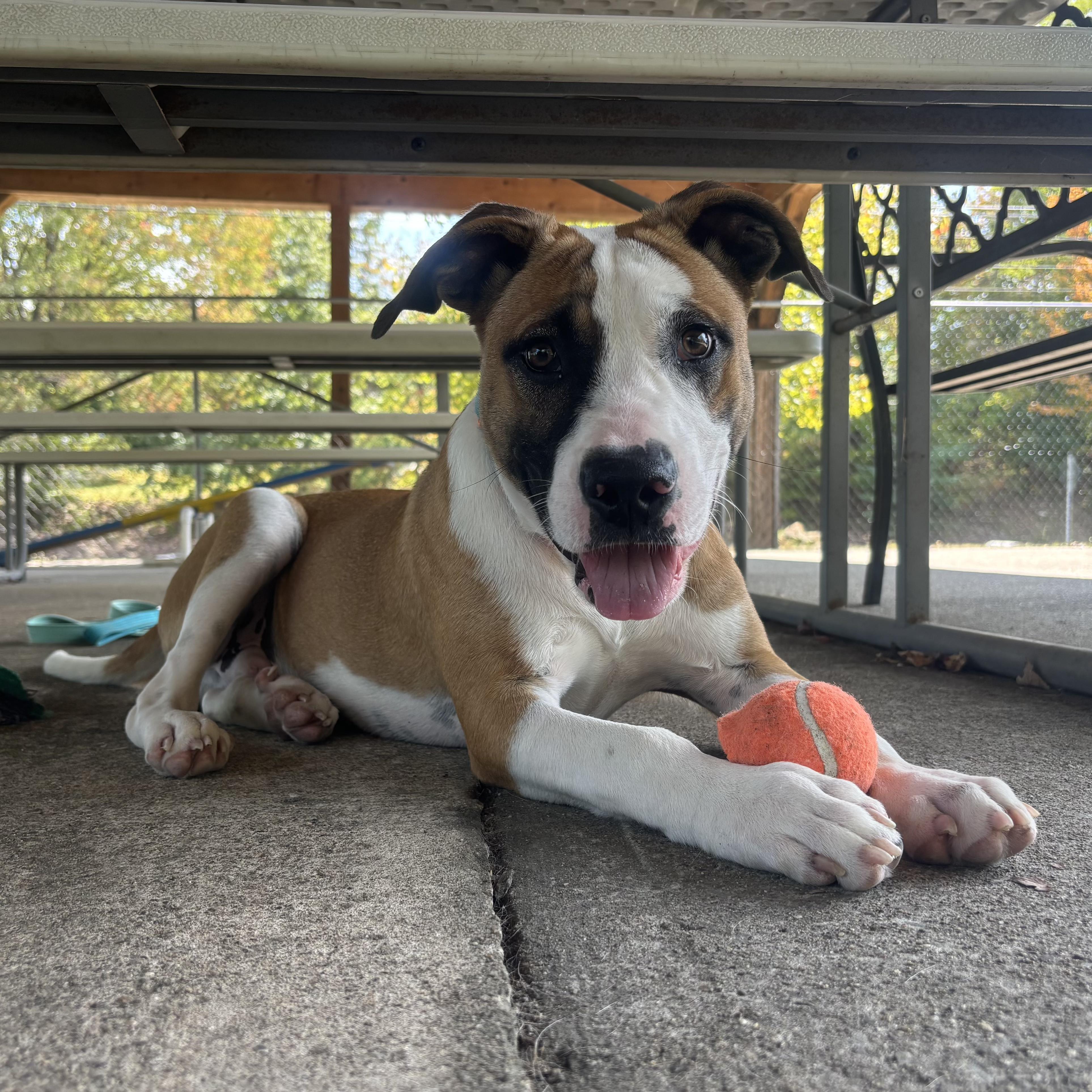 Enlarge Woody, a Adoptable mixed breed in Waynesburg, PA image 4/6