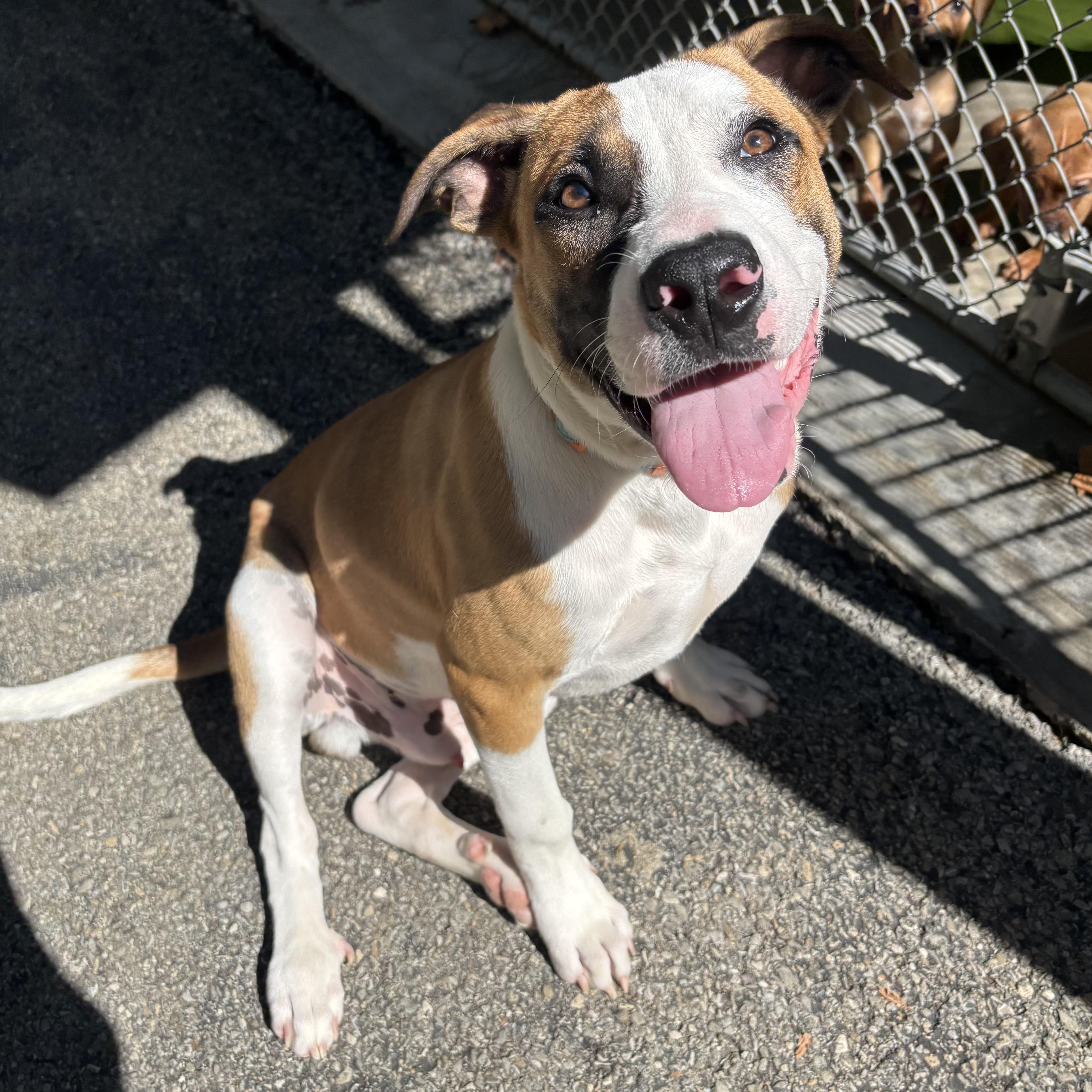 Enlarge Woody, a Adoptable mixed breed in Waynesburg, PA image 5/6