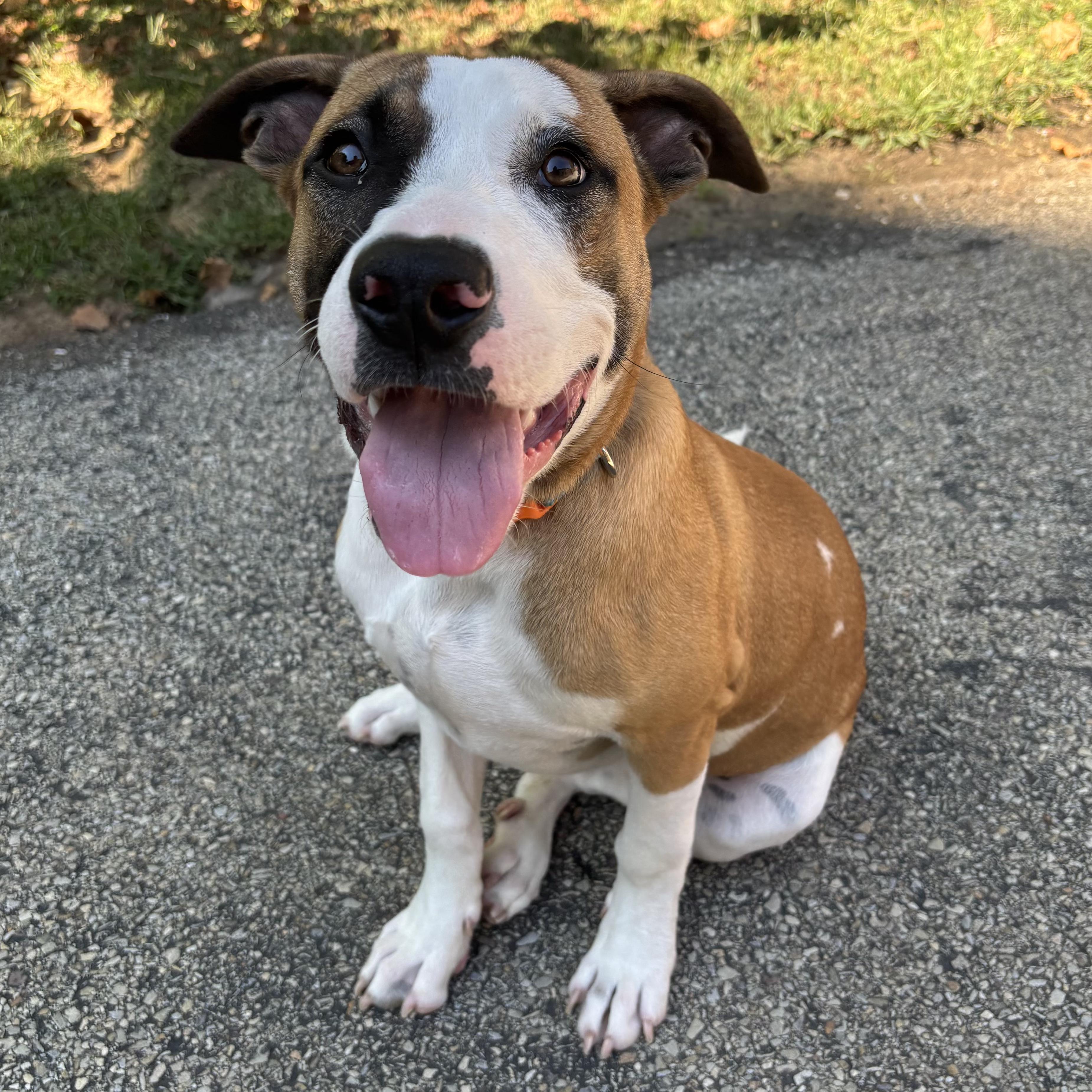 Enlarge Woody, a Adoptable mixed breed in Waynesburg, PA image 6/6