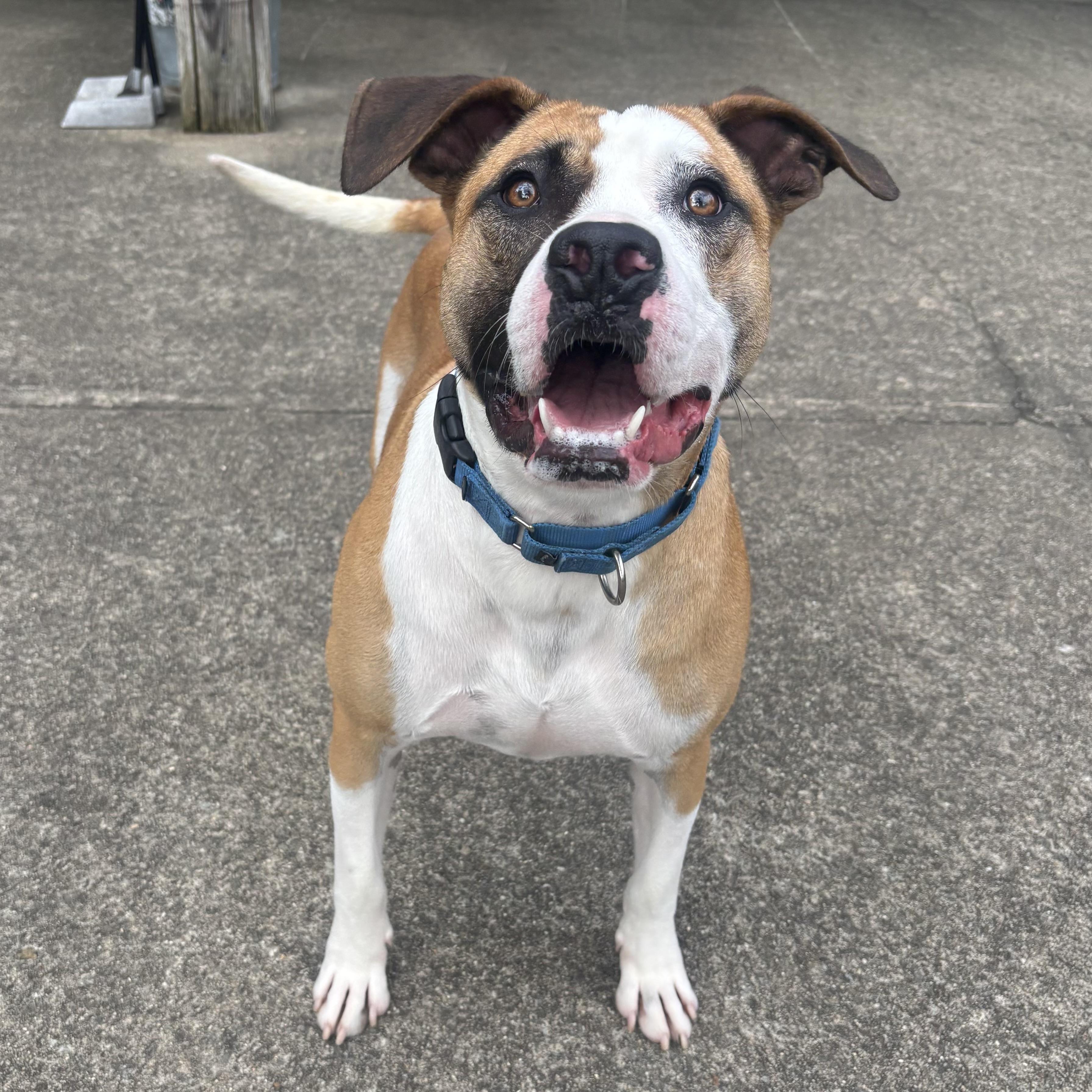 Enlarge Woody, a Adoptable mixed breed in Waynesburg, PA image 2/6