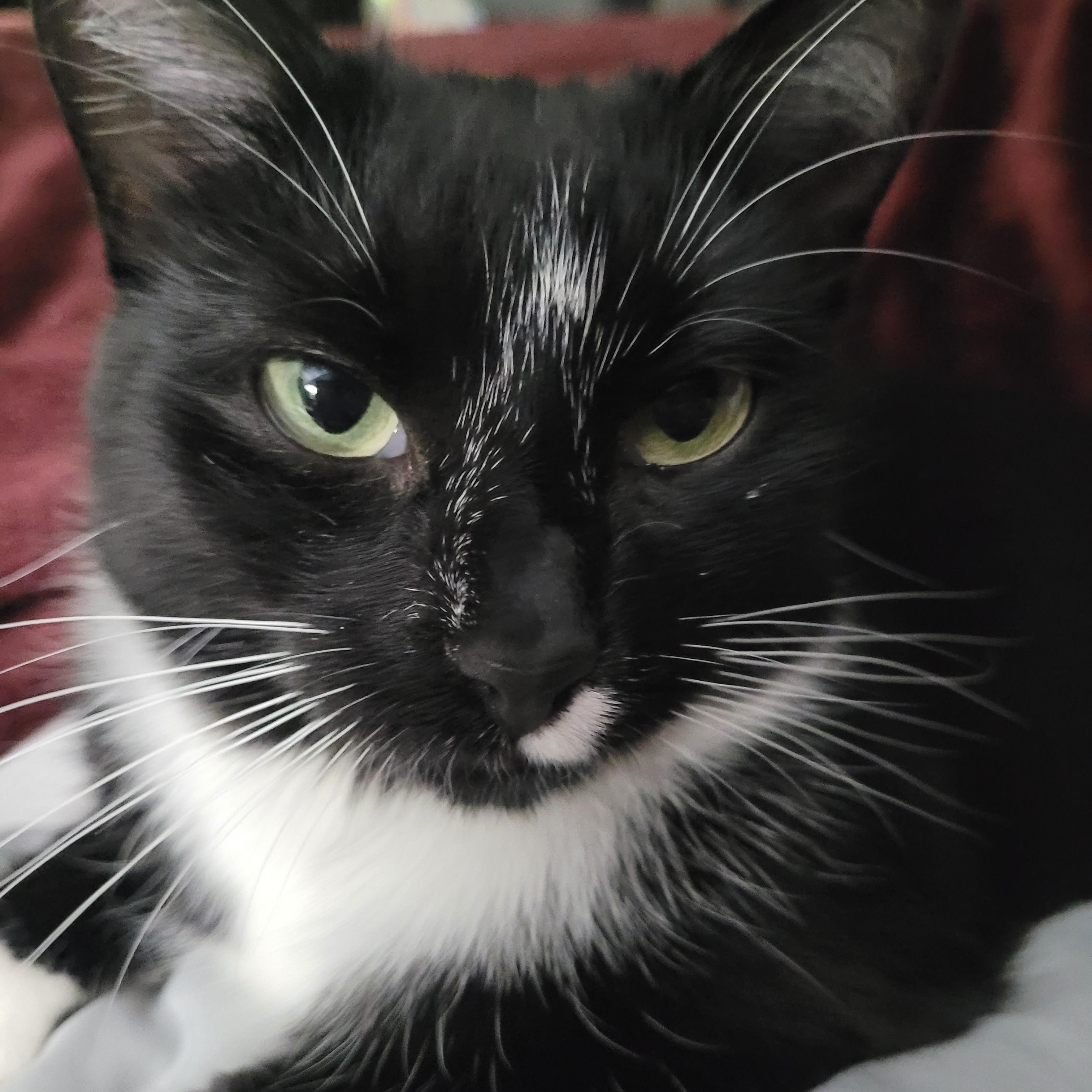 Darlene (f) 2yrs tuxedo, Adoptable, Adult Female Domestic Short Hair.